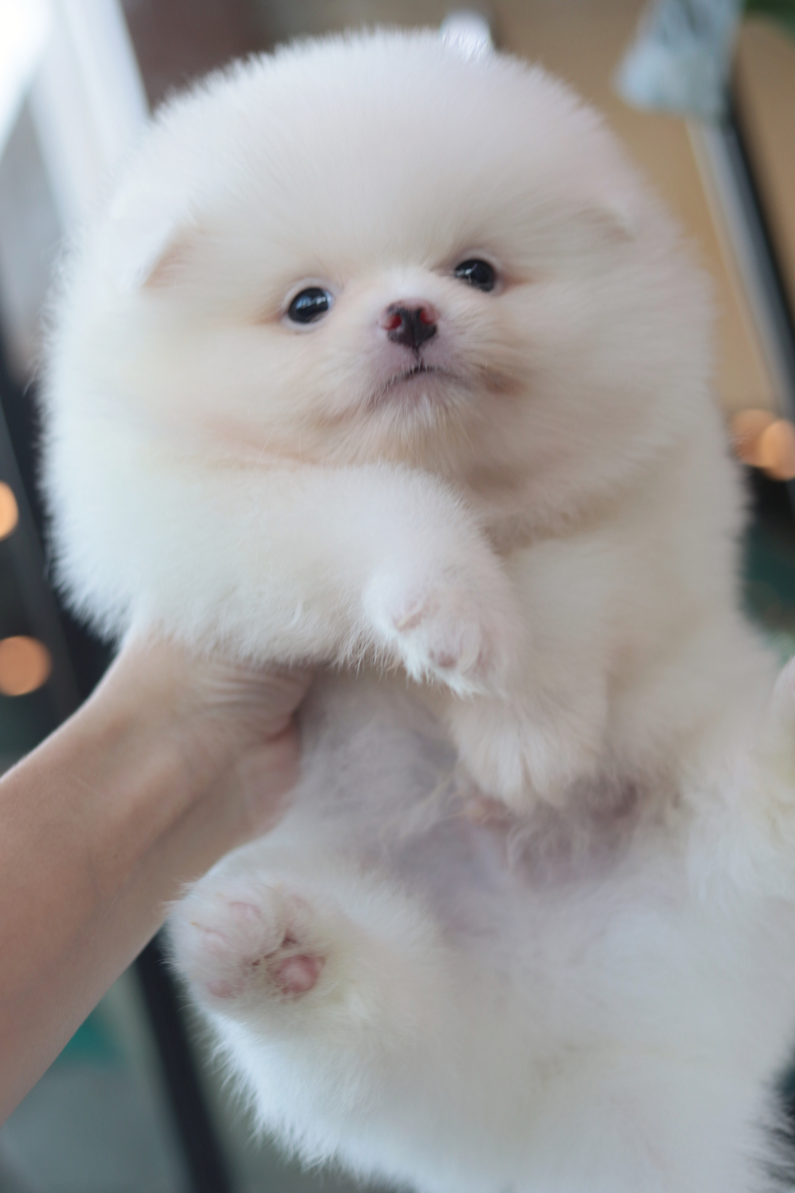 ปอมเมอเรเนียน เพศผู้สีขาว