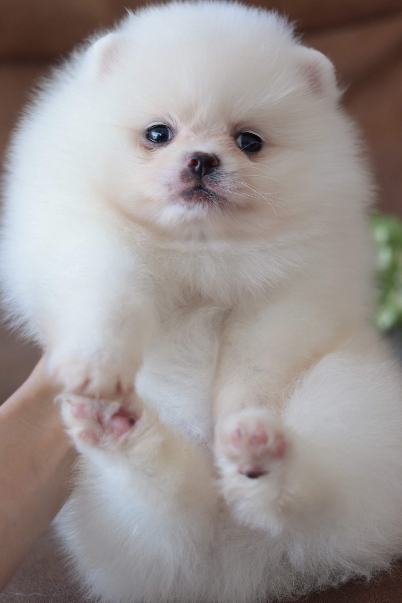 ปอมเมอเรเนียน เพศผู้สีขาว