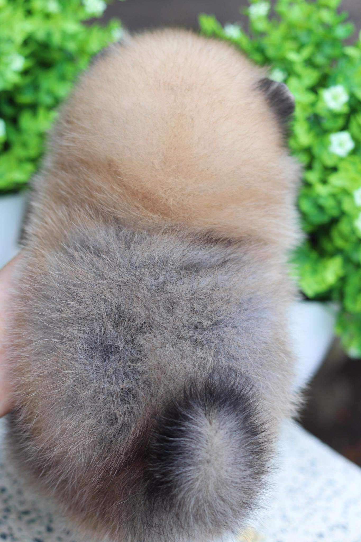 ปอมเมอเรเนียน เพศเมีย