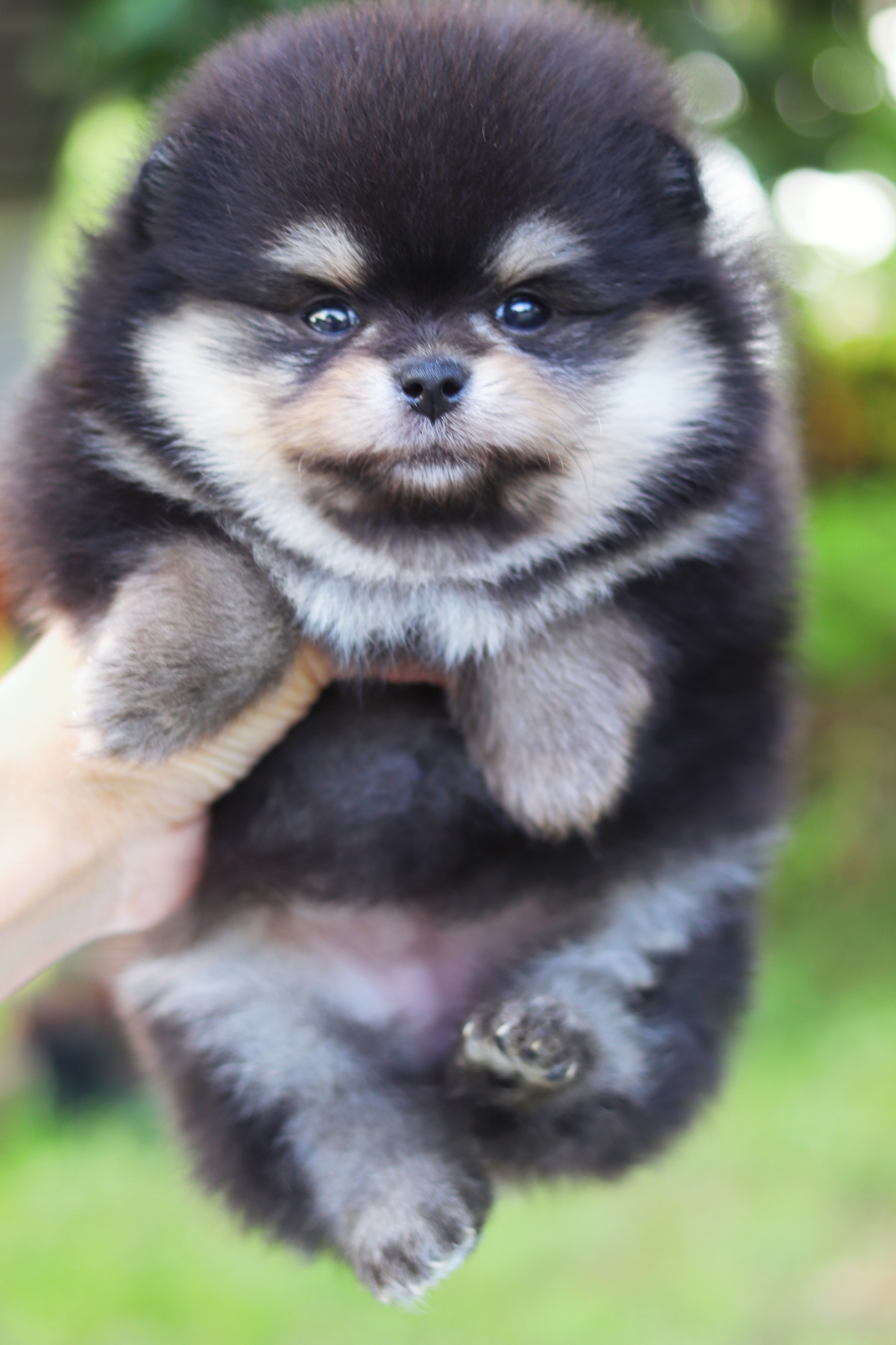 ปอมเมอเรเนียน เพศเมีย สีแบล็คแทน