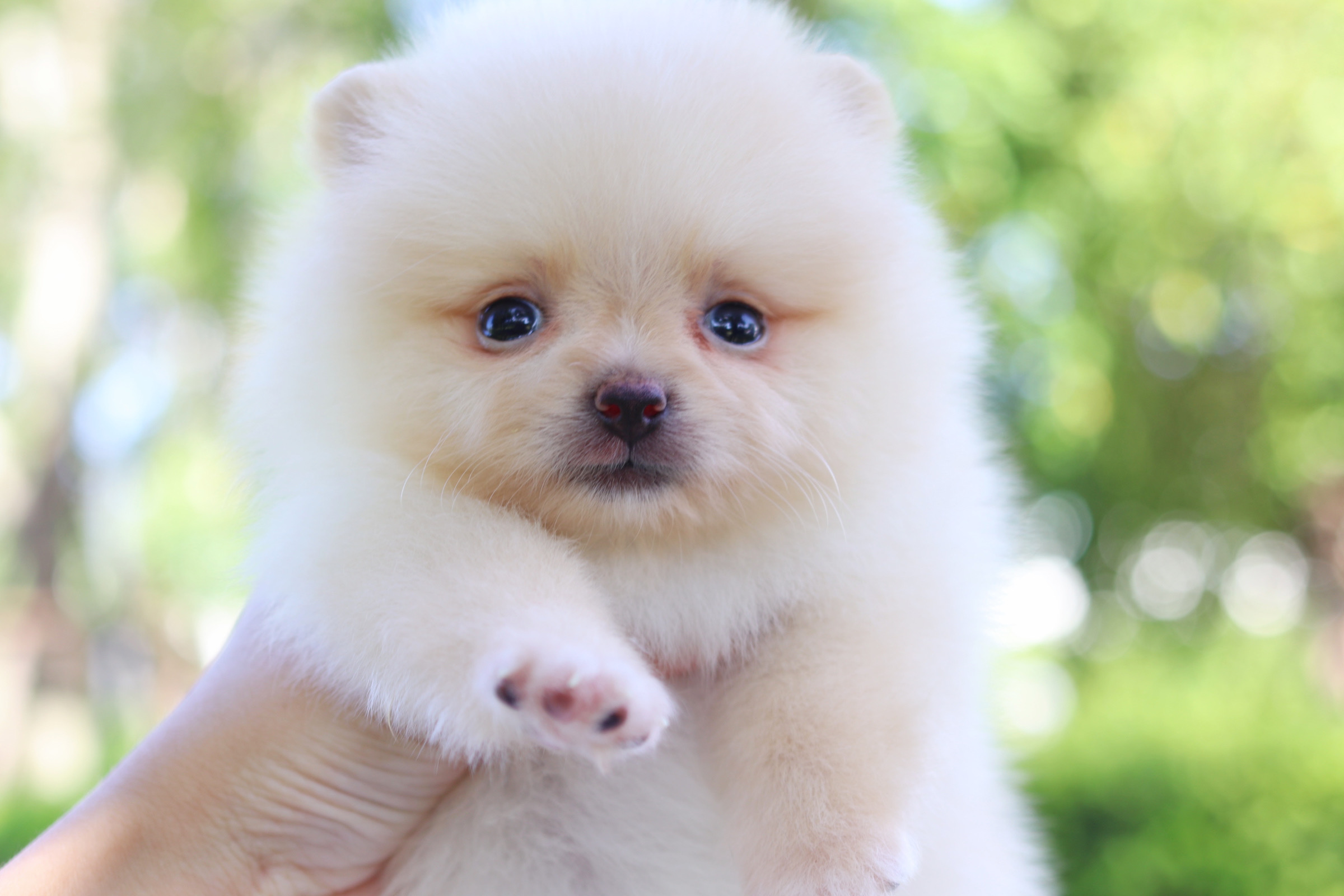 ปอมเมอเรเนียน เพศผู้สีครีม