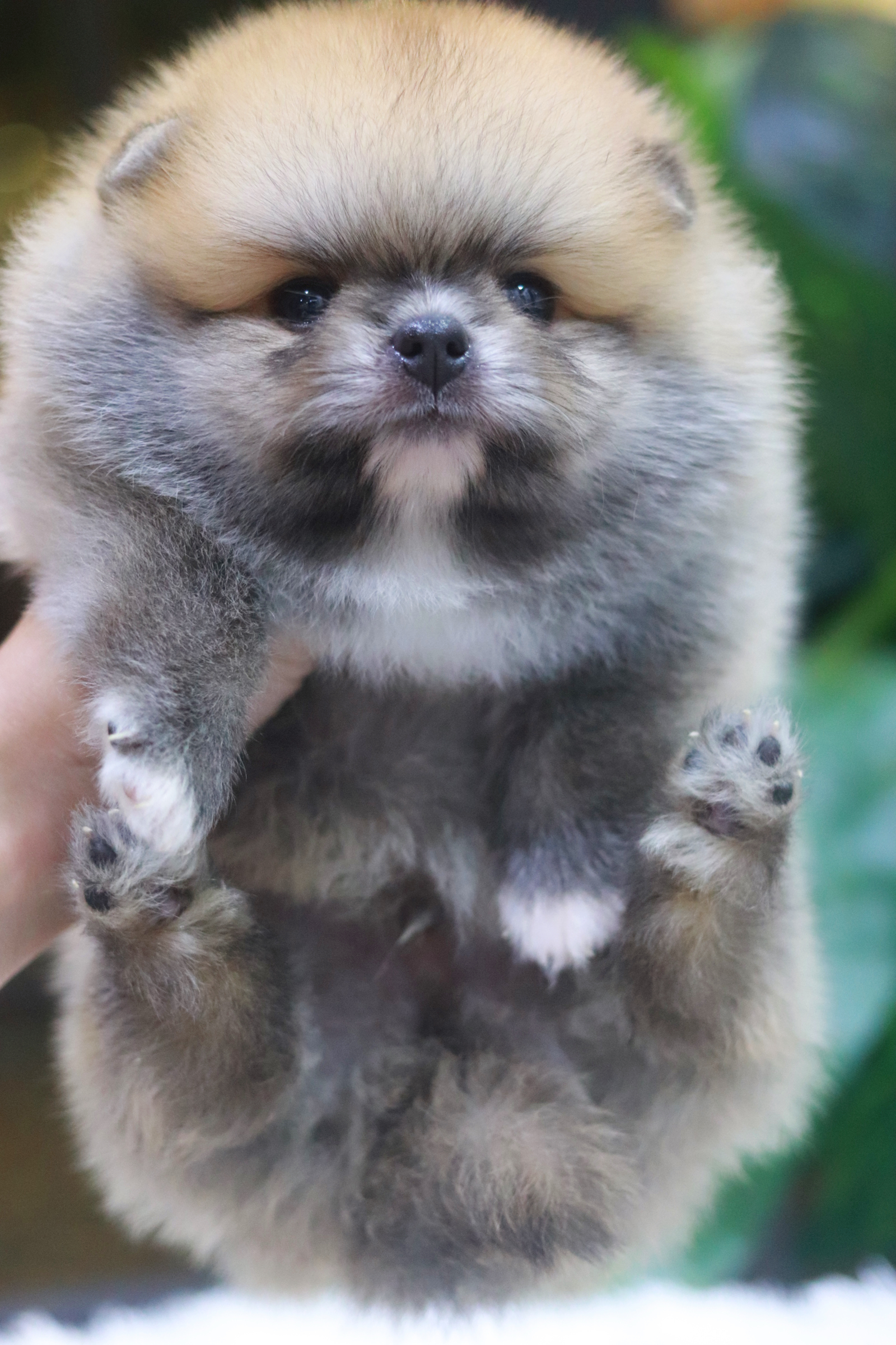 ปอมเมอเรเนียน เพศผู้ สีส้ม หน้าตุ๊กตา