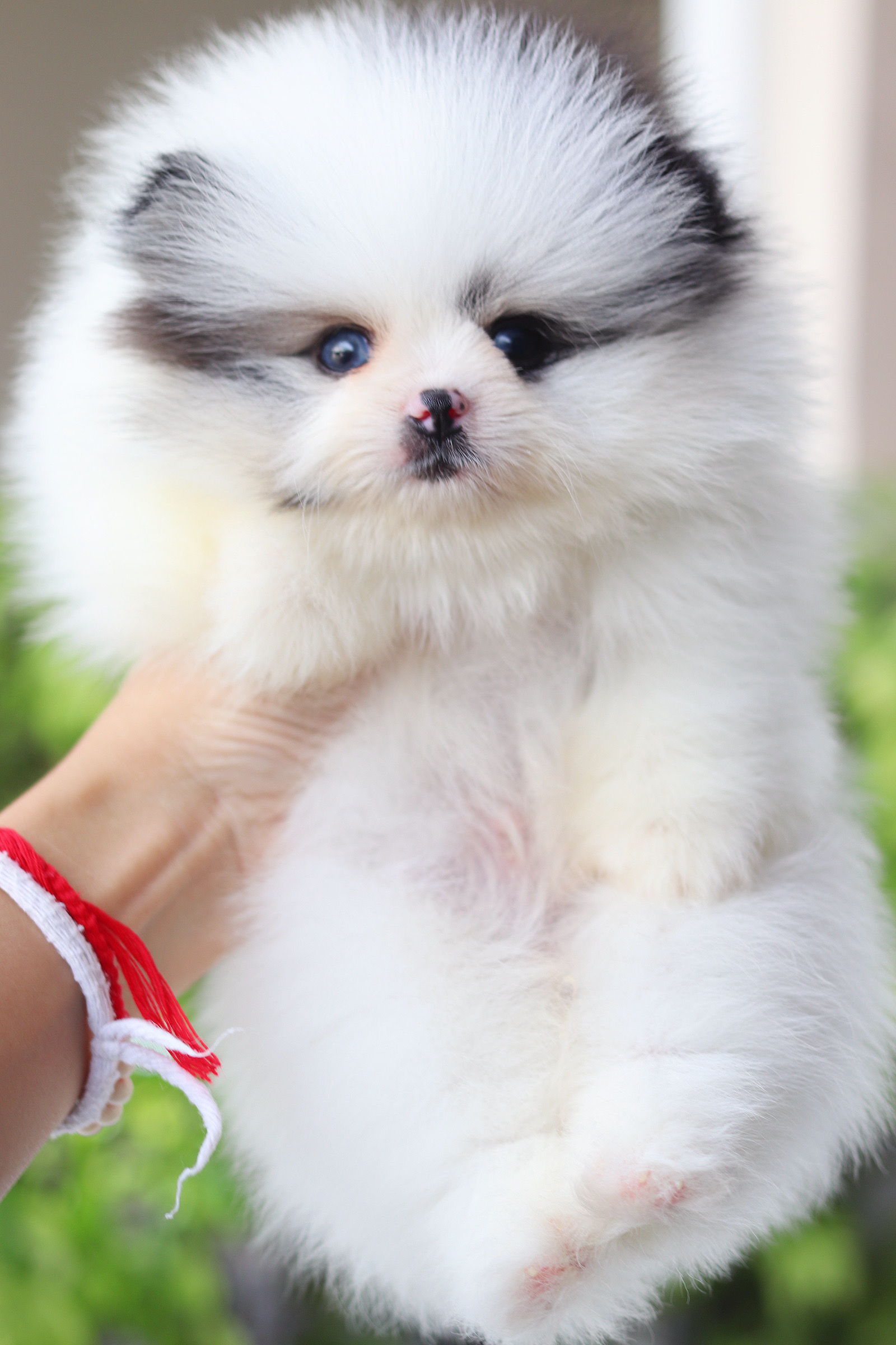 ปอมเมอเรเนียน เพศผู้สีแฟนซีตาฟ้า