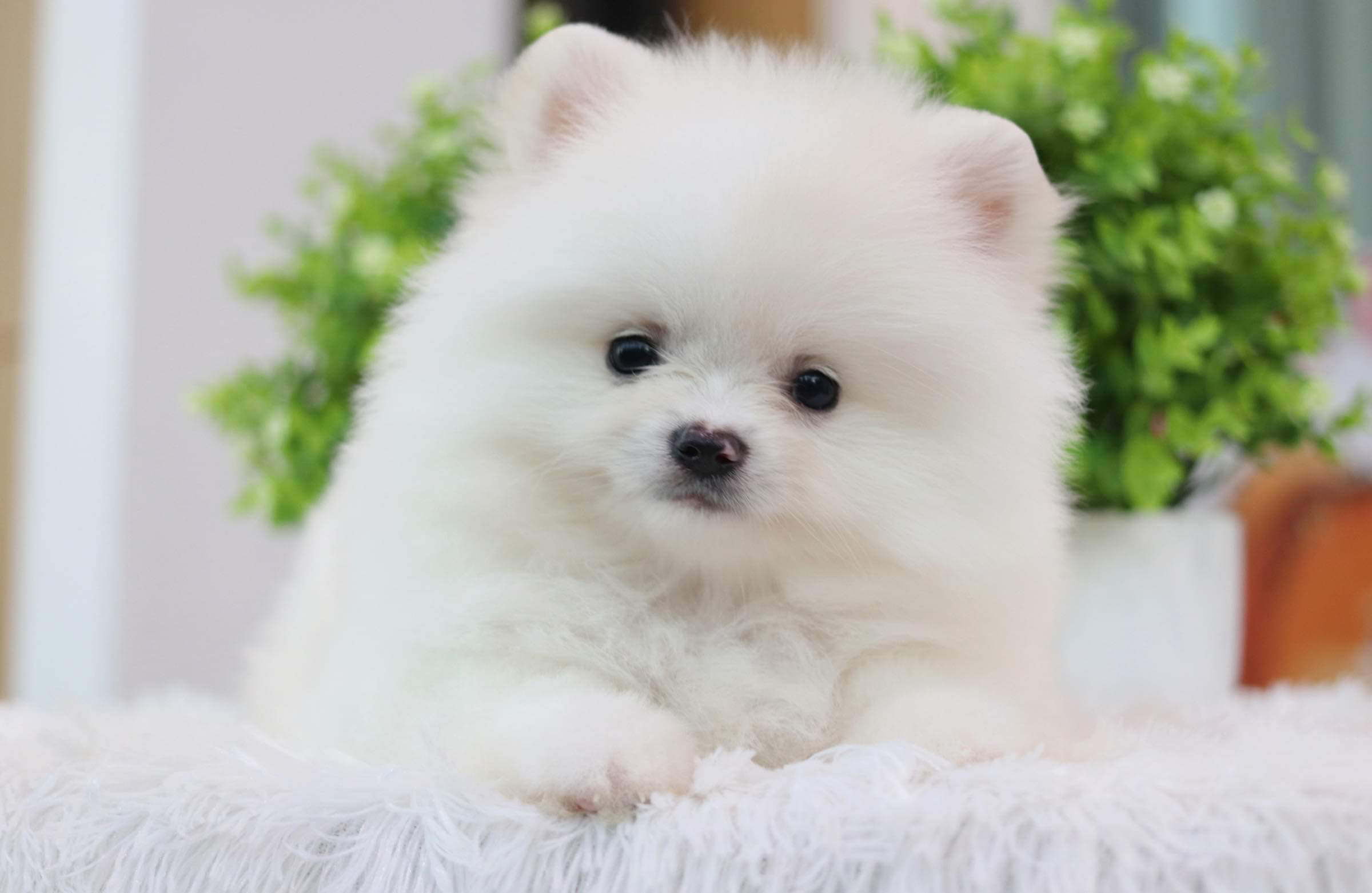 ปอมเมอเรเนียน เพศผู้