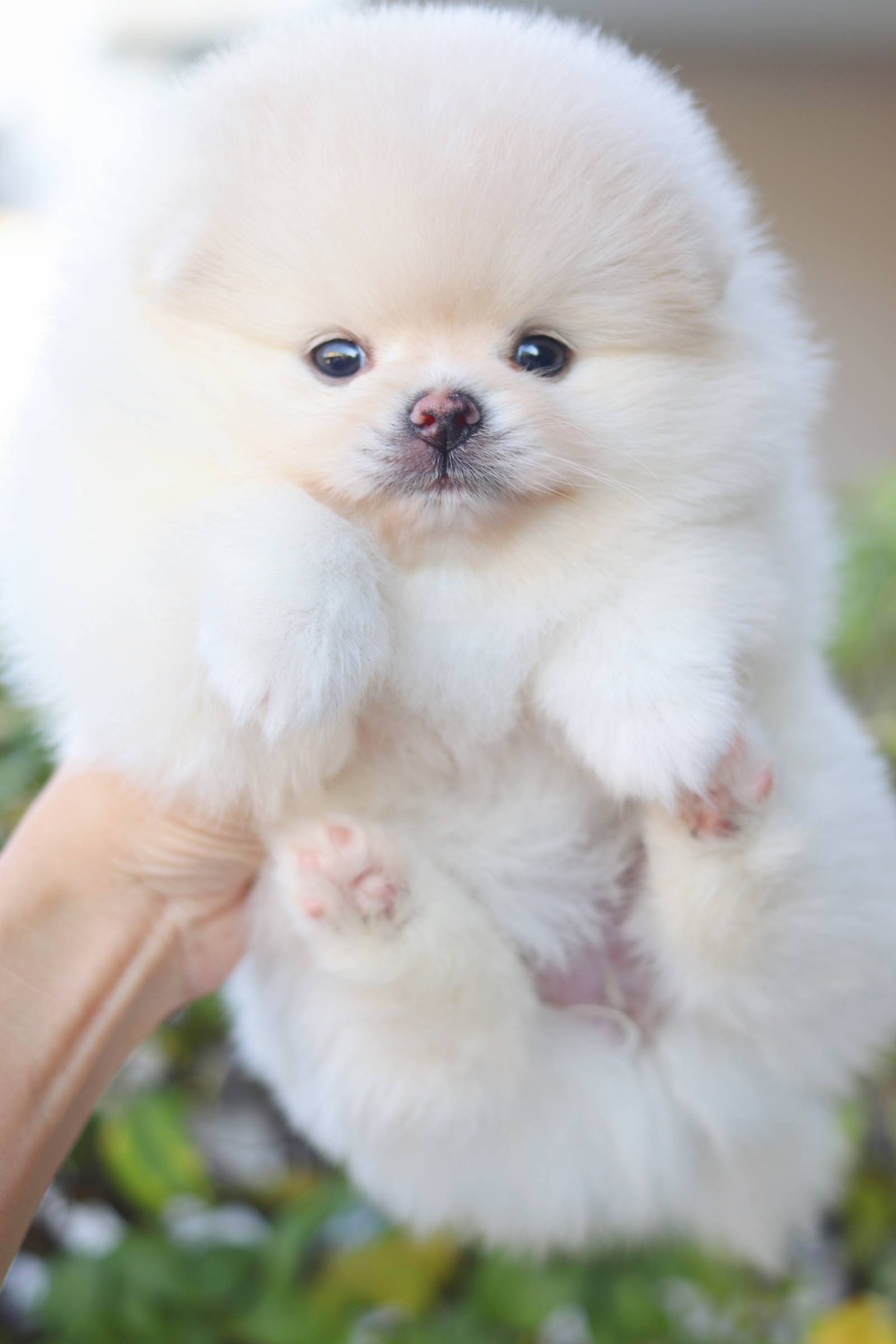 ปอมเมอเรเนียน เพศเมียสีขาวครีม