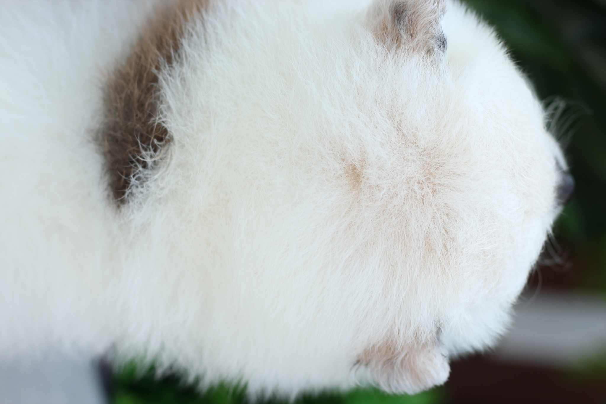 ปอมเมอเรเนียน เพศผู้ สีแฟนซี