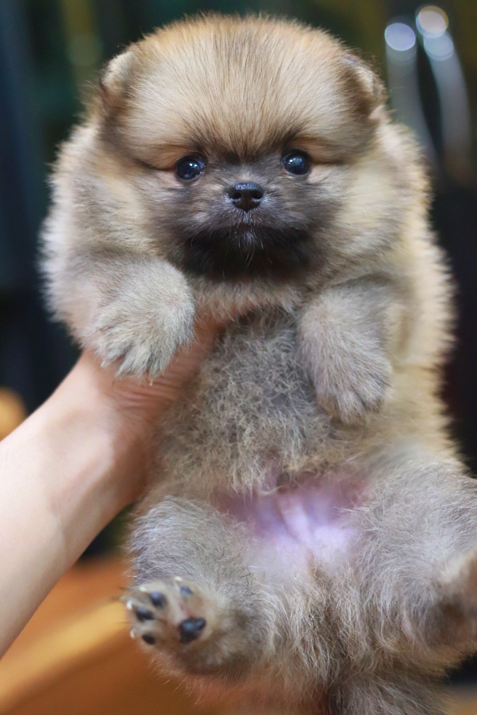 ปอมเมอเรเนียน เพศผู้ ส้ม หน้าตุ๊กตา