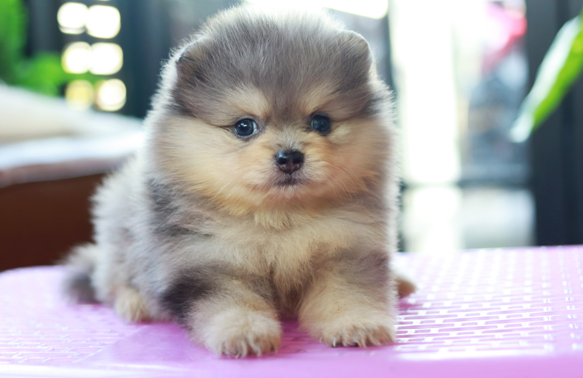 ปอมเมอเรเนียน เพศเมีย สีเมอร์เร่&แทน