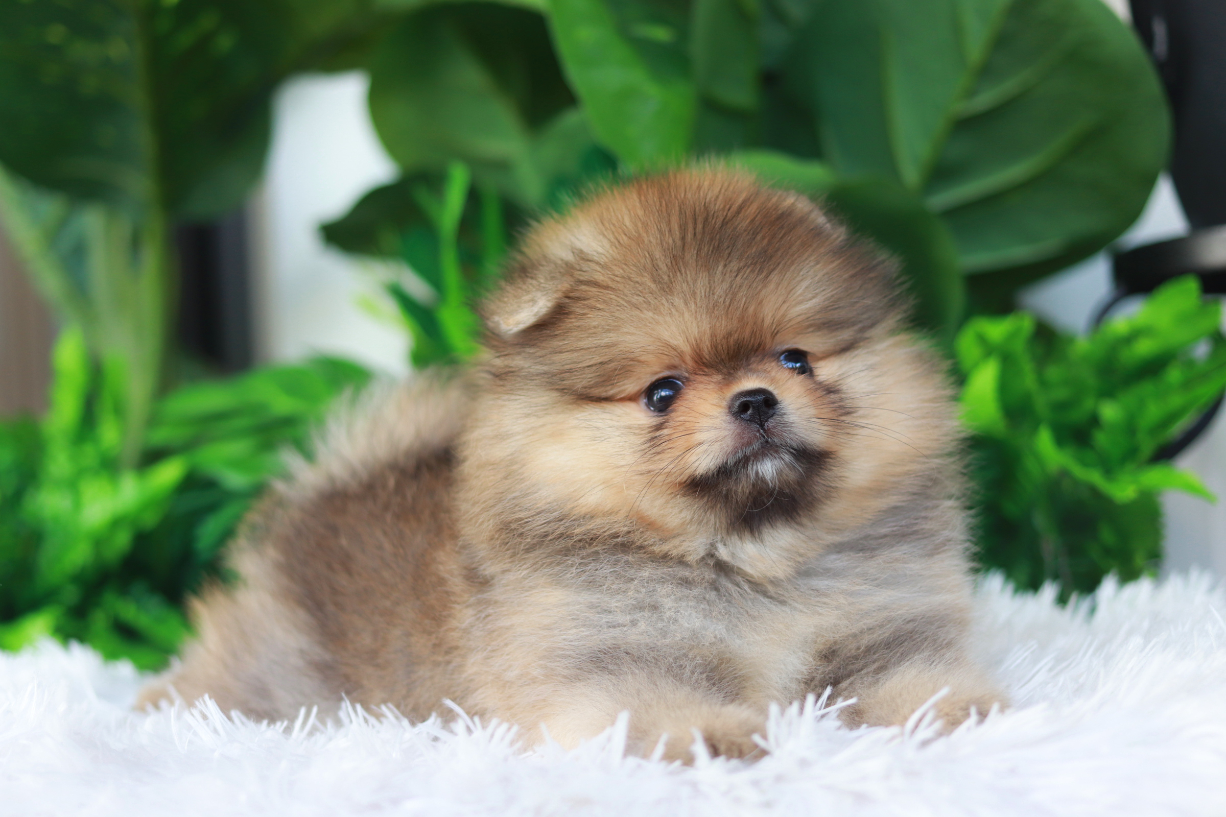 ปอมเมอเรเนียน เพศผู้ เกรดโชว์ สีส้ม