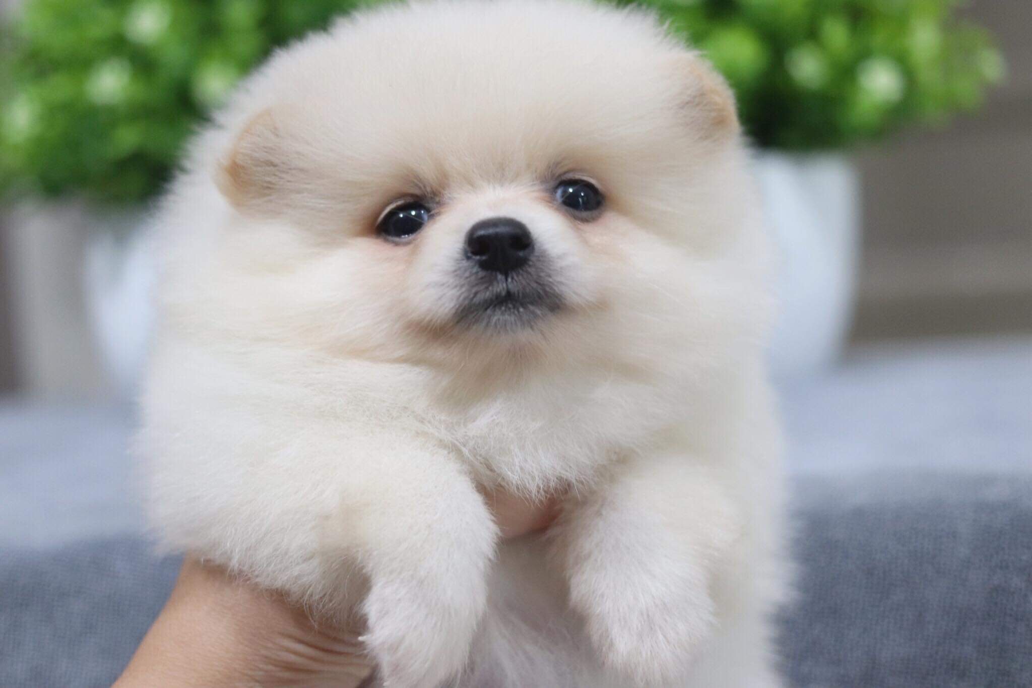 ปอมเมอเรเนียน เพศเมีย