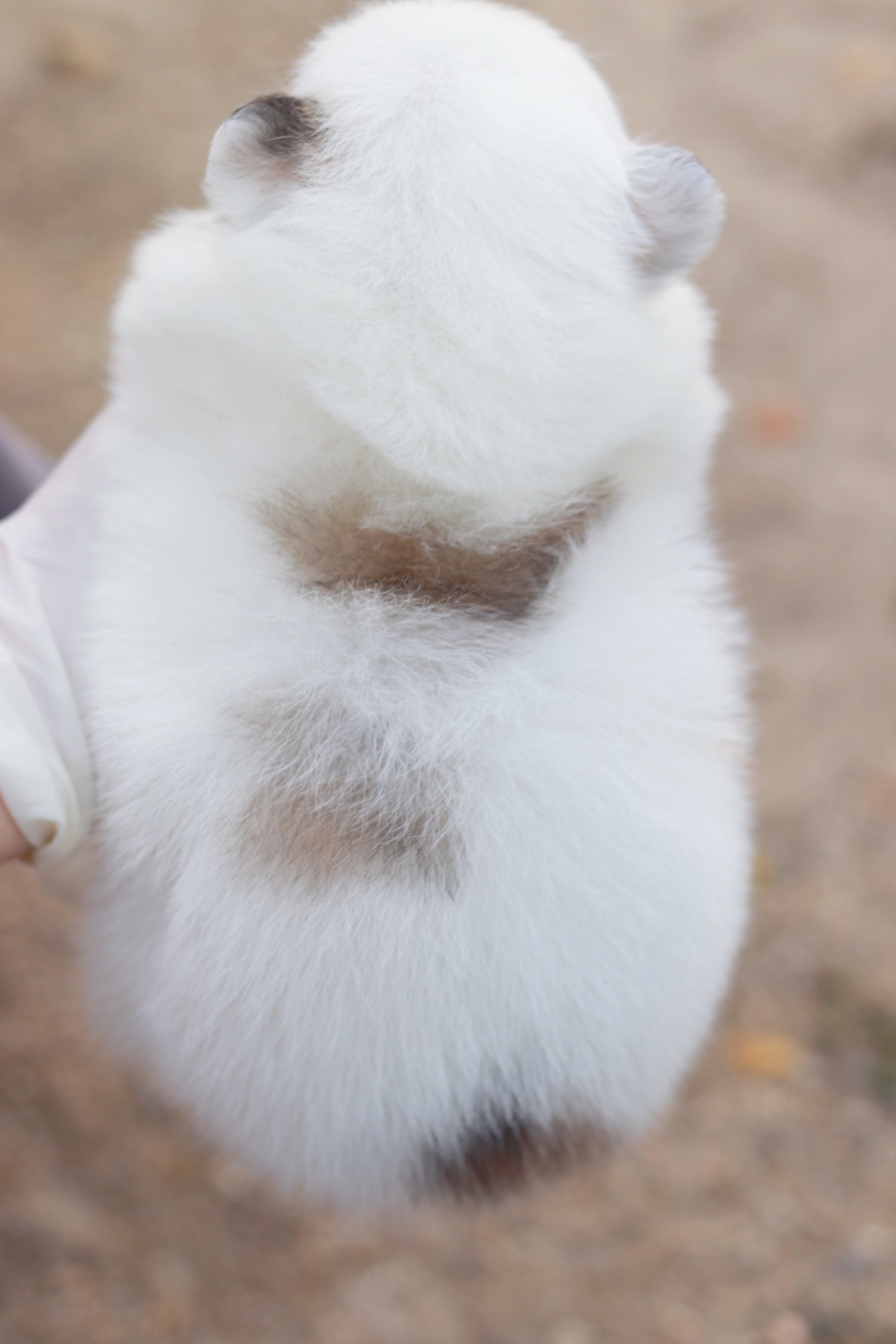 ปอมเมอเรเนียน เพศเมีย