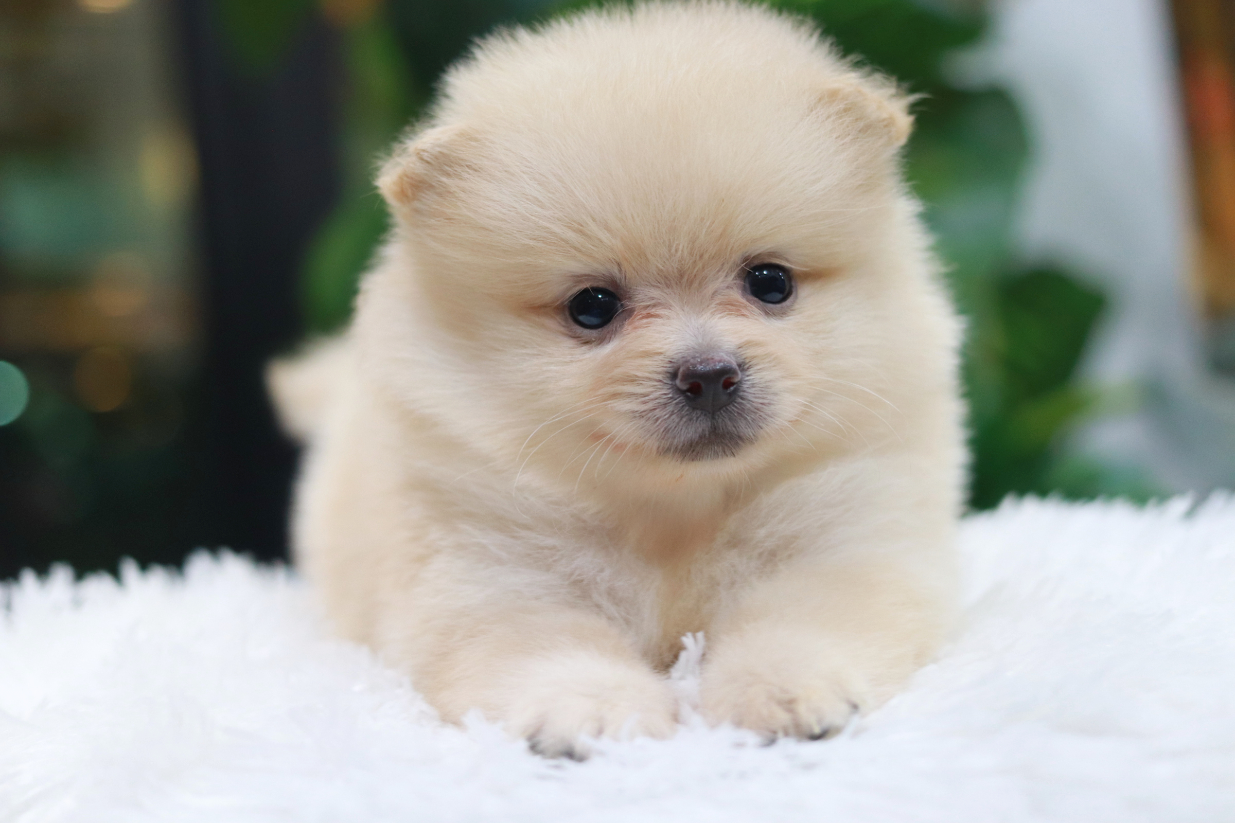 ปอมเมอเรเนียน เพศผู้ สีขาวครีม