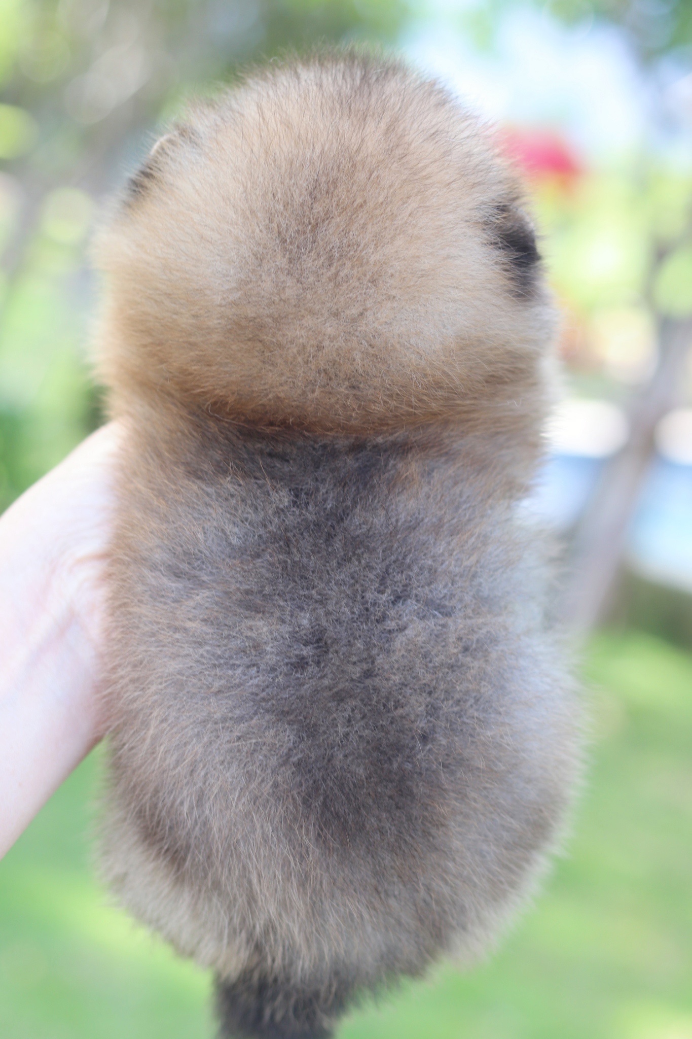 ปอมเมอเรเนียน เพศผู้สีส้ม