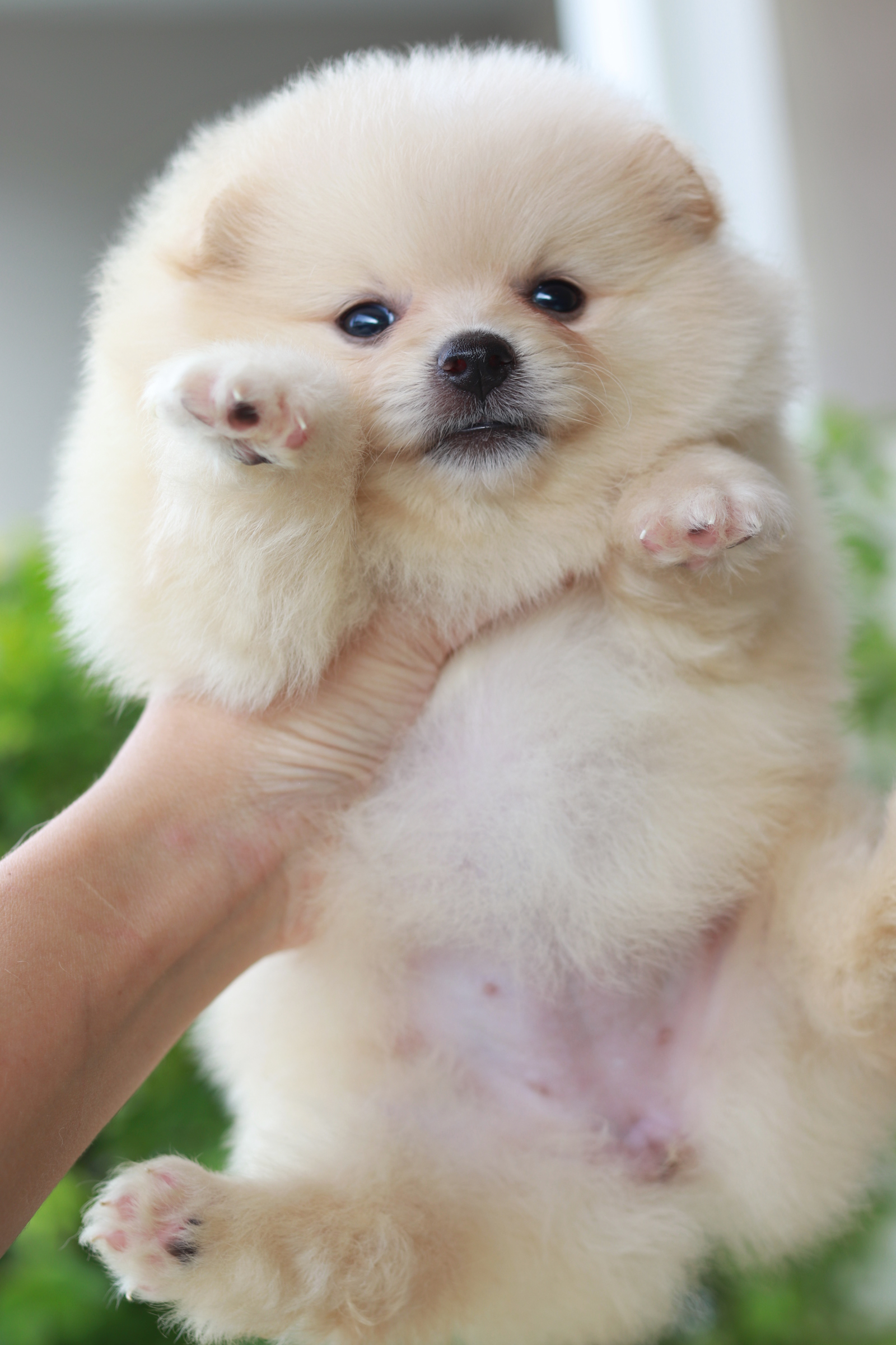 ปอมเมอเรเนียน เพศเมีย สีขาวครีม