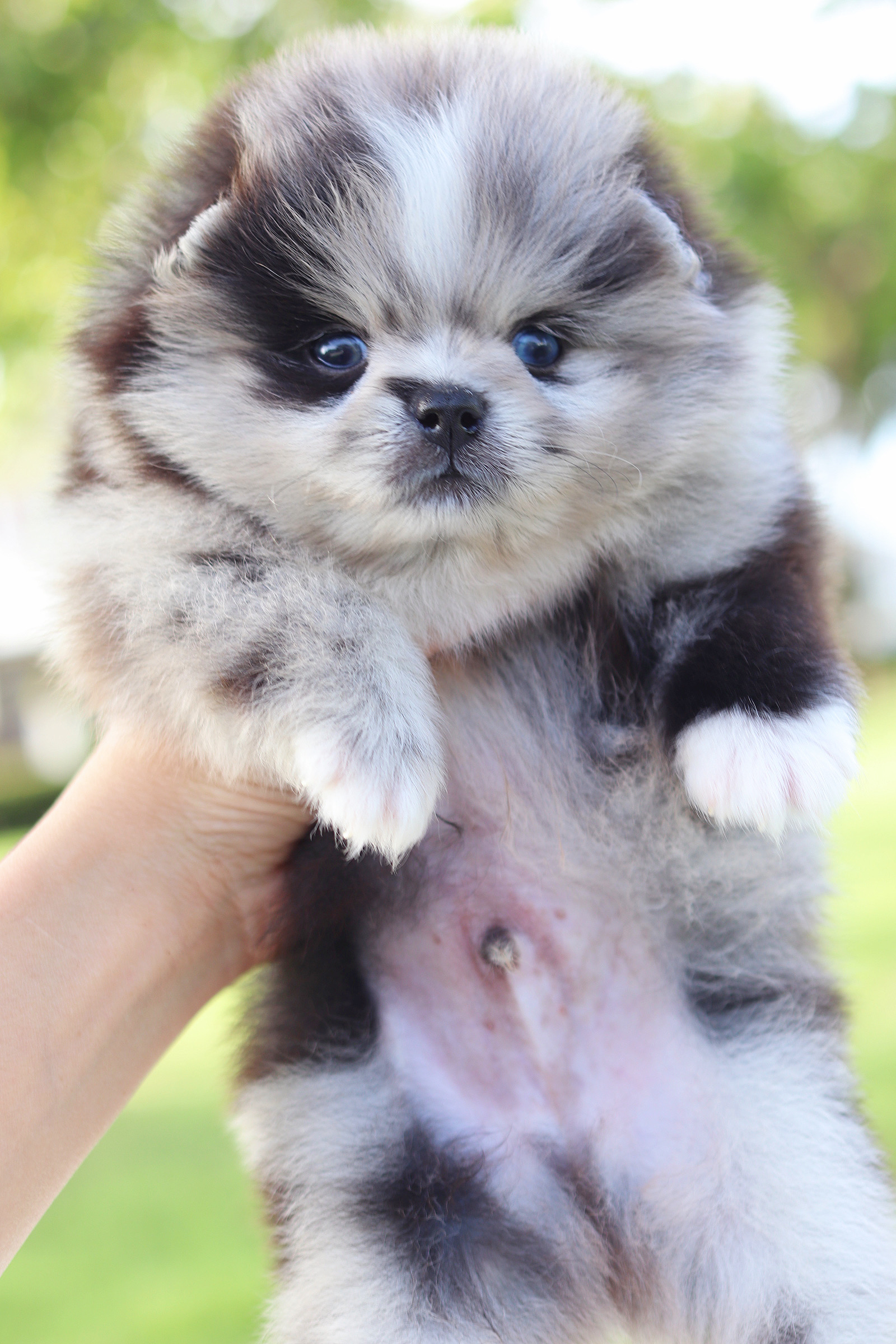 ปอมเมอเรเนียน เพศผู้ สีเมอร์เร่เกรดโชว์