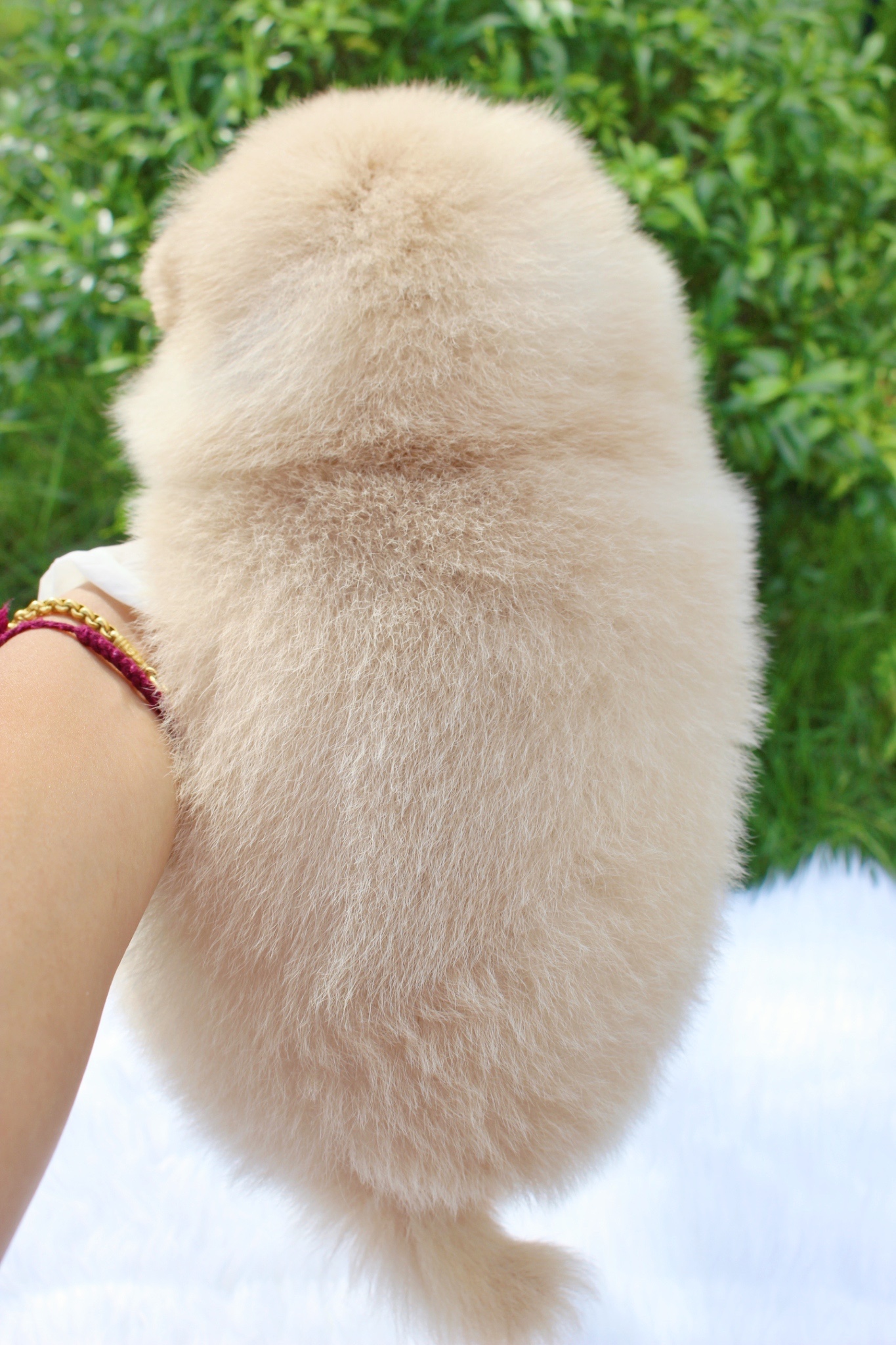 ปอมเมอเรเนียน เพศเมียสีครีม