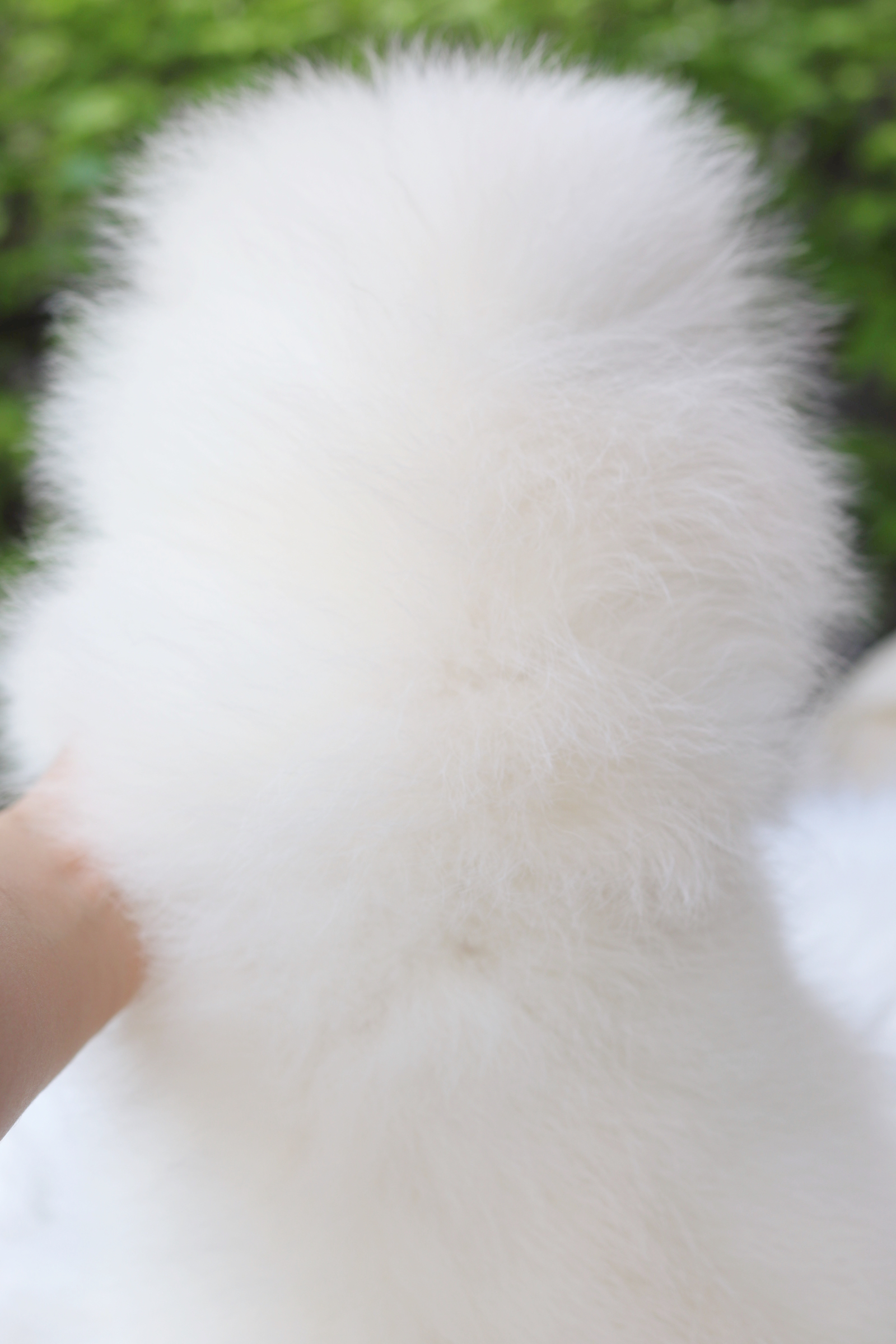 ปอมเมอเรเนียน เพศผู้สีขาวครีม