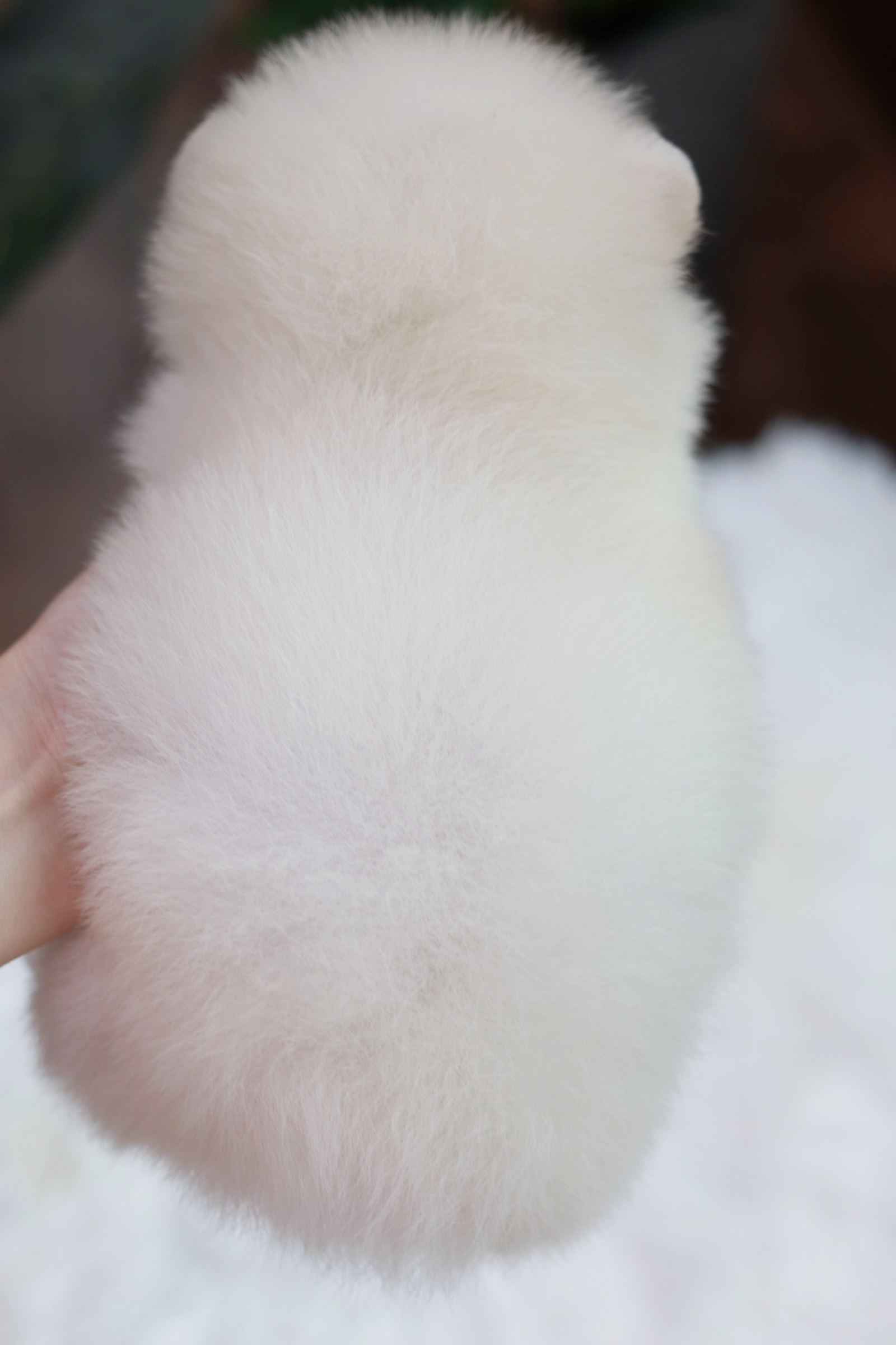 ปอมเมอเรเนียน เพศผู้ ขาวครีม ไซส์เล็ก