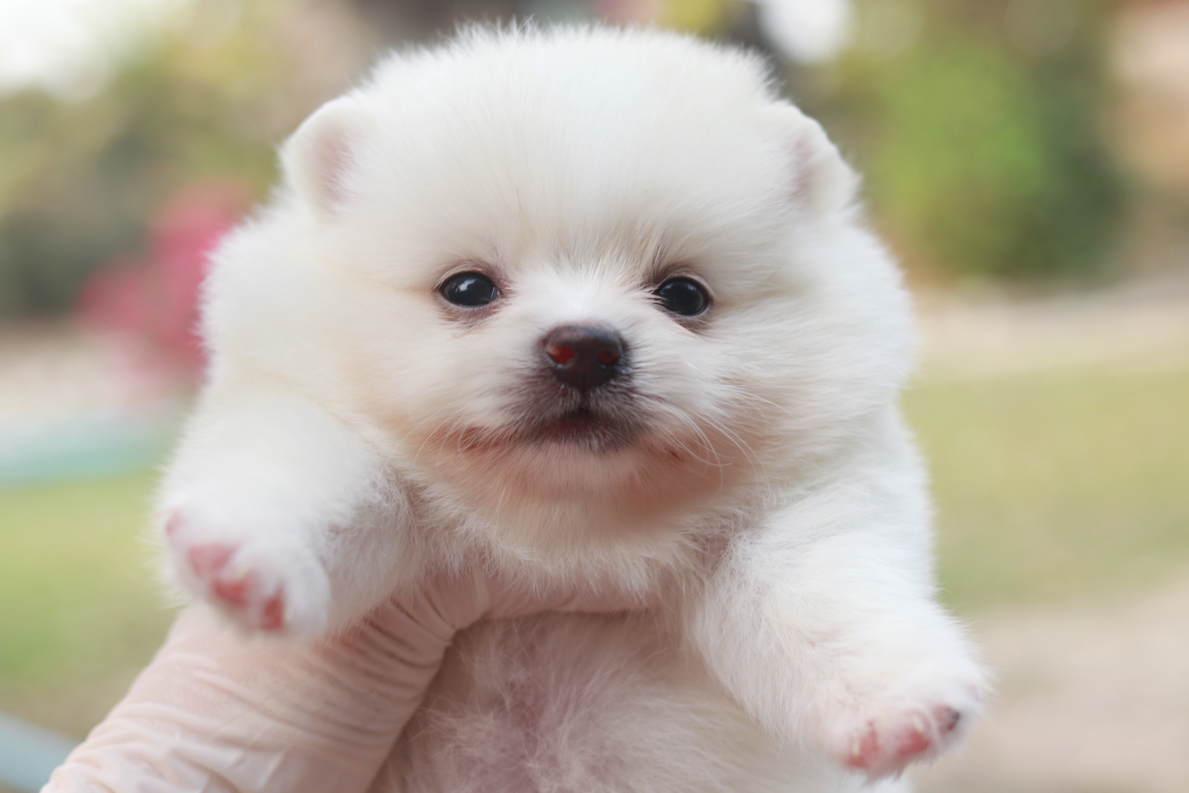 ปอมเมอเรเนียน เพศเมียสีขาว