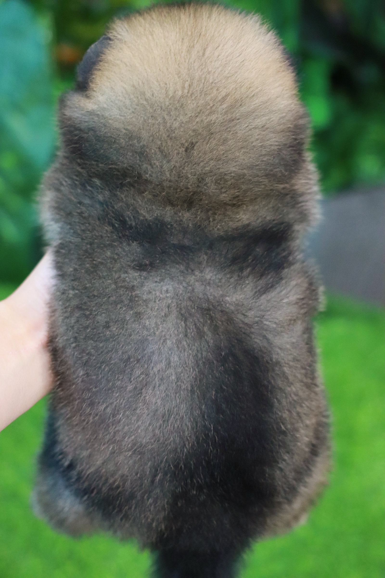 ปอมเมอเรเนียน เพศผู้สีส้ม