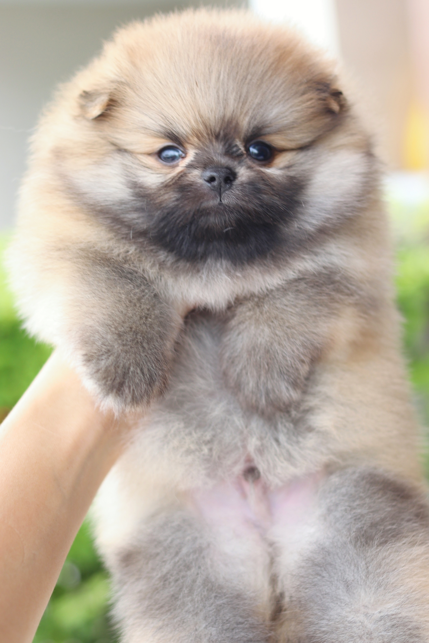 ปอมเมอเรเนียน เพศผู้สีส้ม