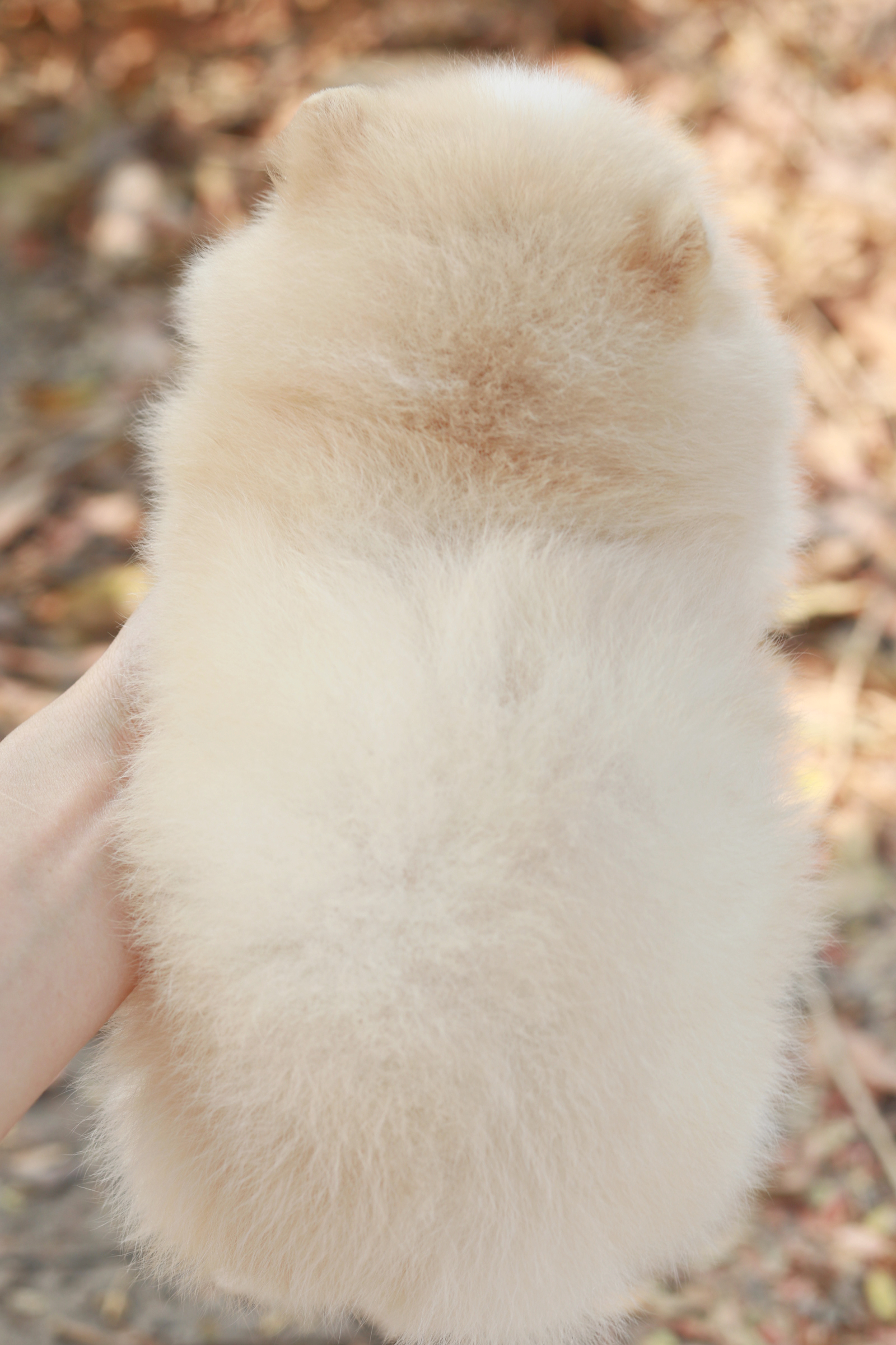 ปอมเมอเรเนียน เพศเมียขาวครีม