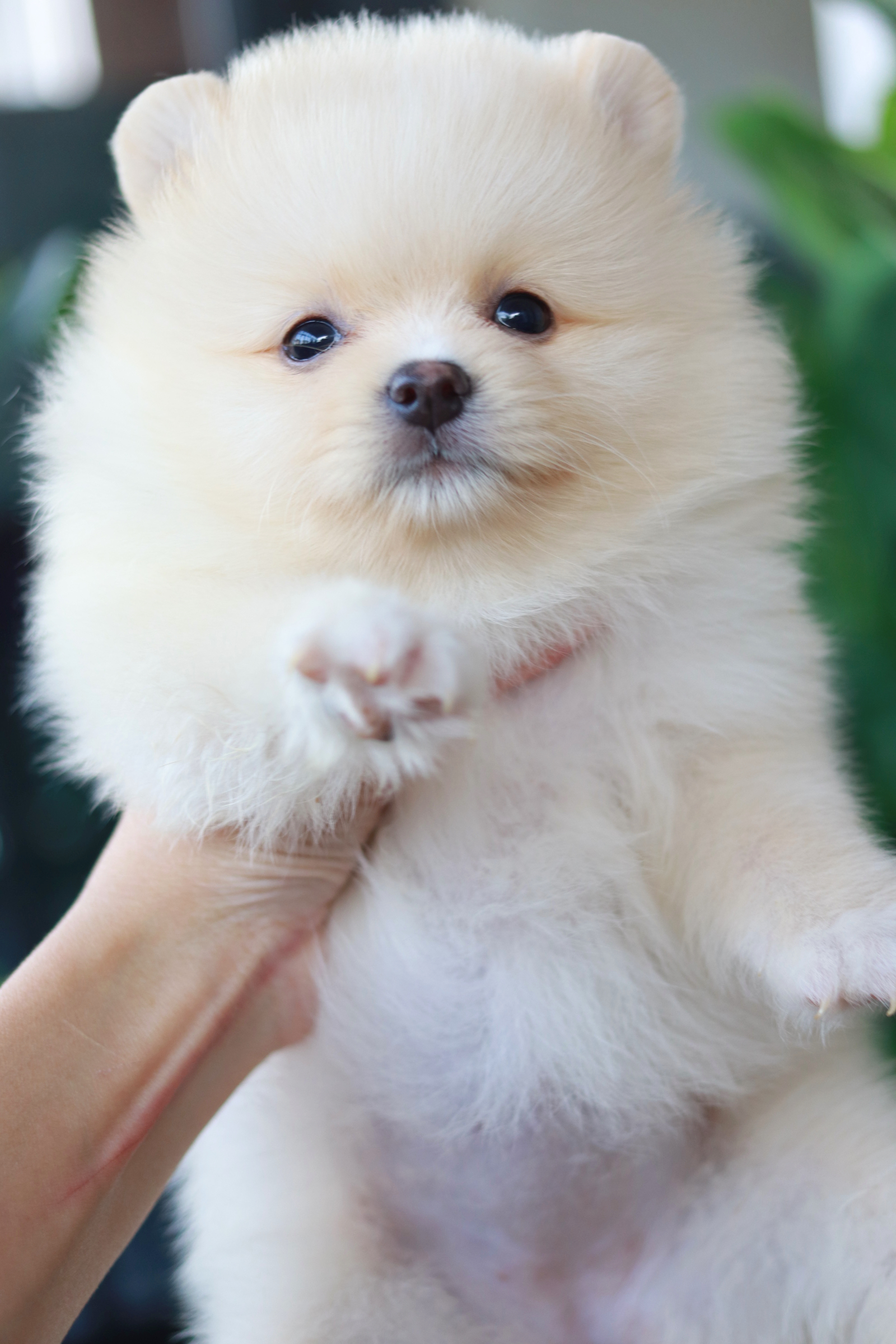 ปอมเมอเรเนียน เพศเมีย สีขาวครีม