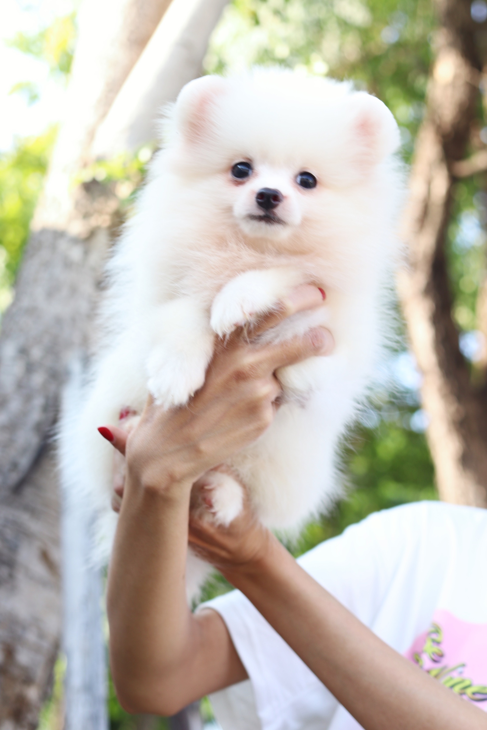 ปอมเมอเรเนียน เพศเมียสามเดือน สีขาวครีม