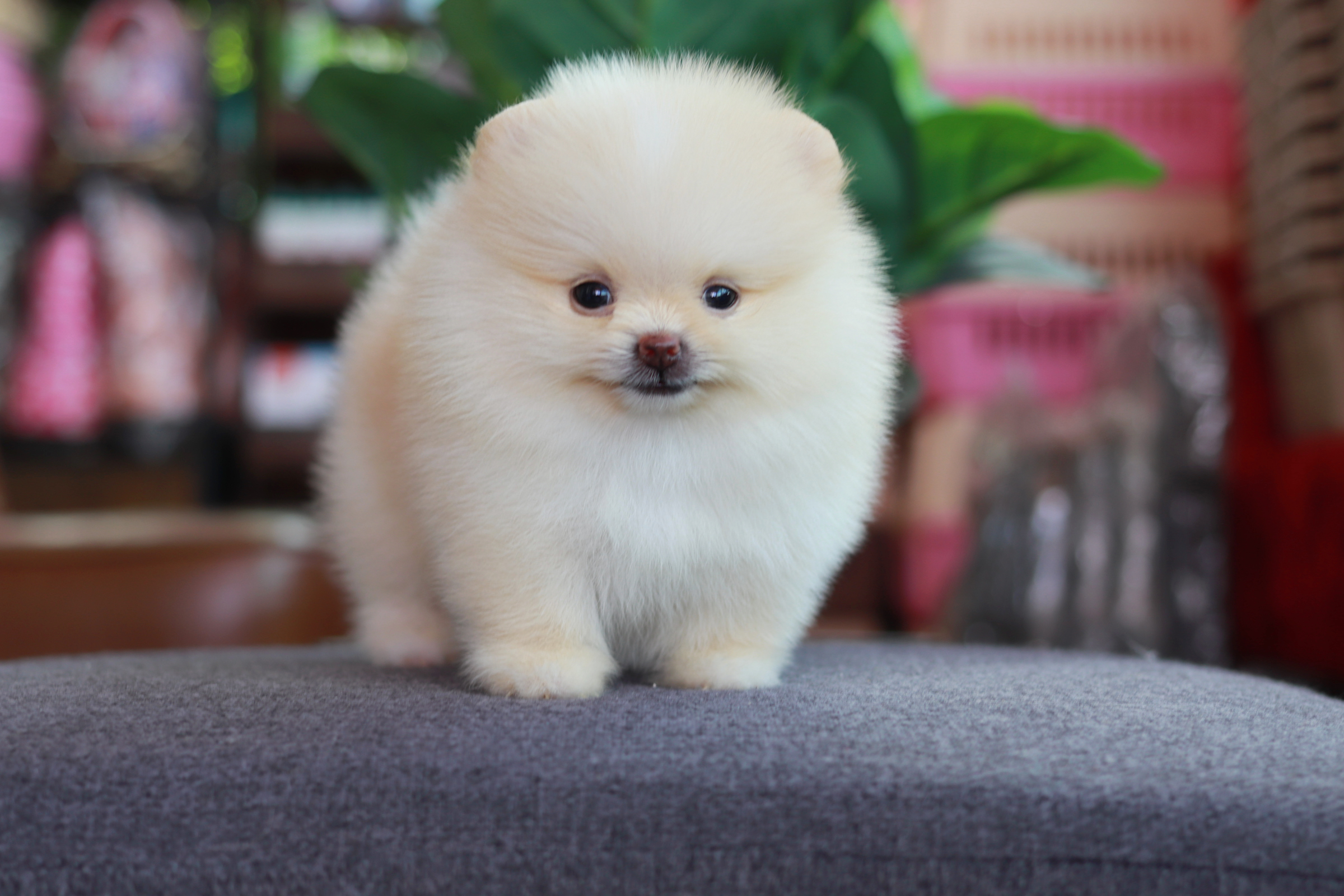 ปอมเมอเรเนียน เพศผู้ สีขาวครีม