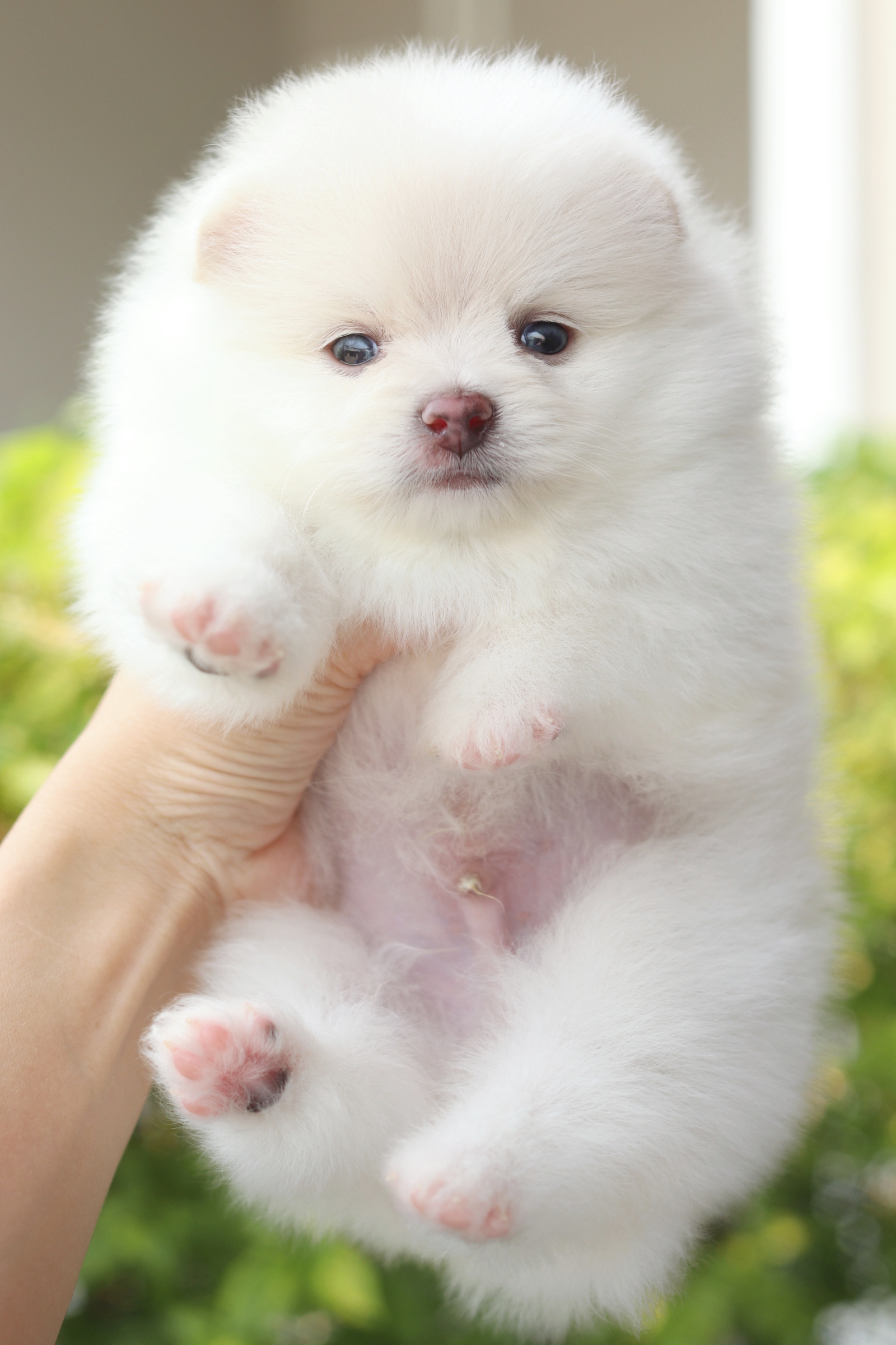 ปอมเมอเรเนียน เพศผู้สีขาวครีม