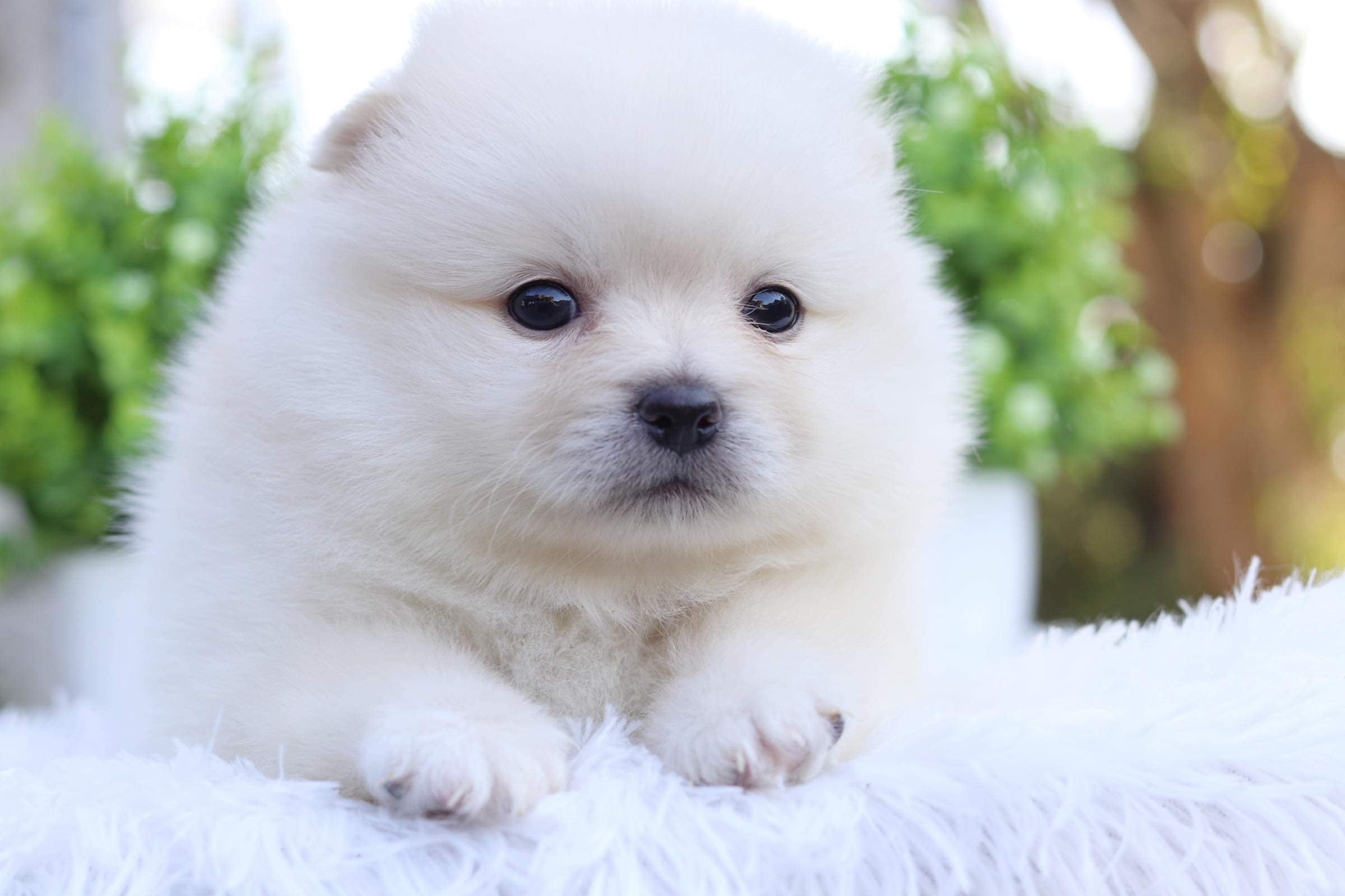 ปอมเมอเรเนียน เพศผู้