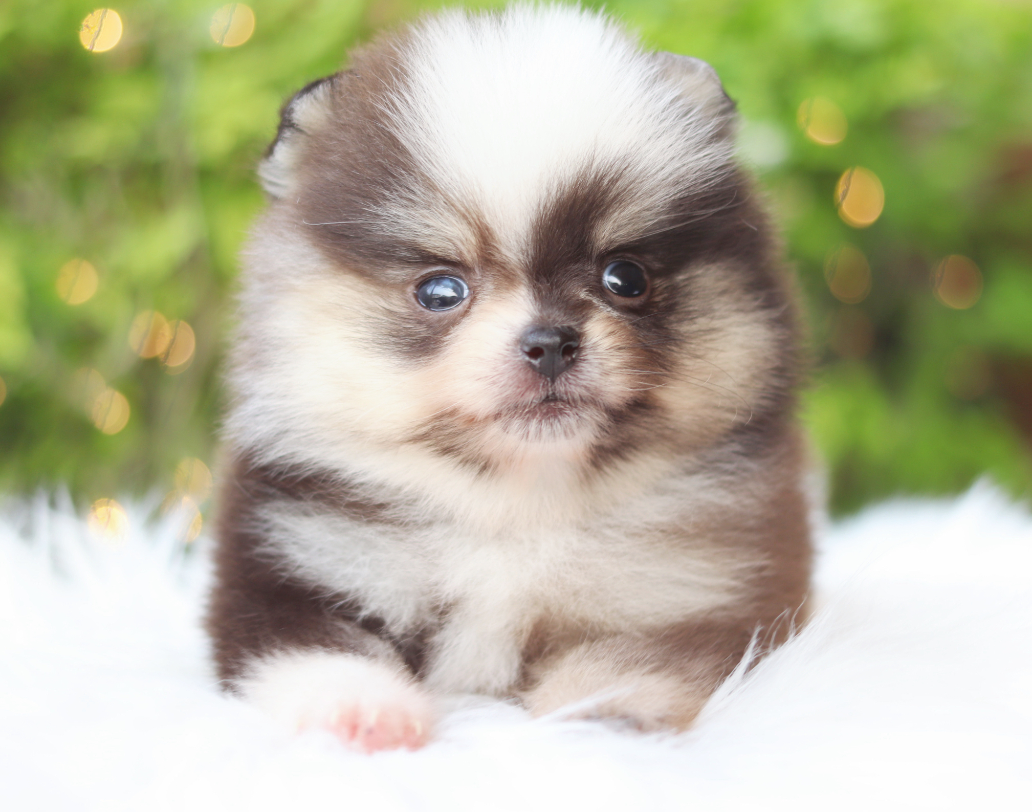 ปอมเมอเรเนียน เพศผู้สีแฟนซี