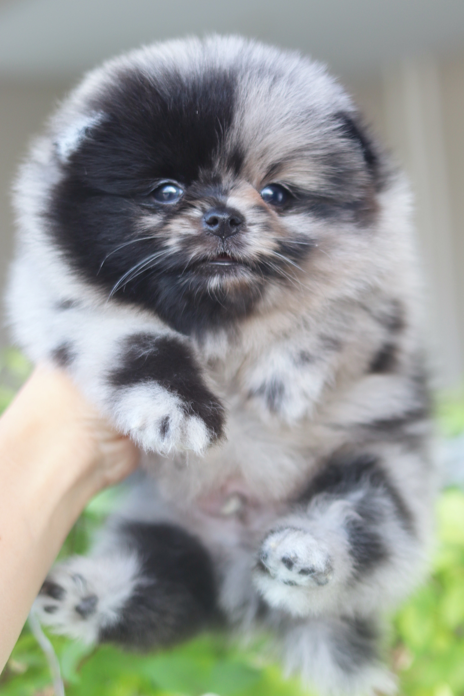 ปอมเมอเรเนียน เพศผู้ สีเมอร์เร่