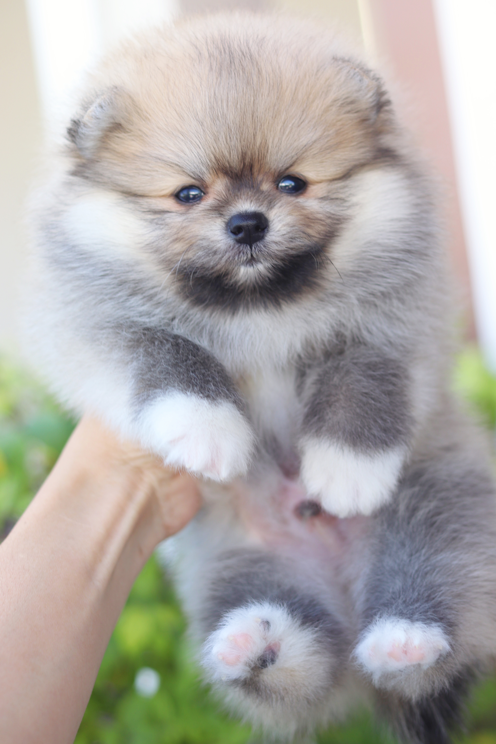 ปอมเมอเรเนียน เพศผู้สีส้ม