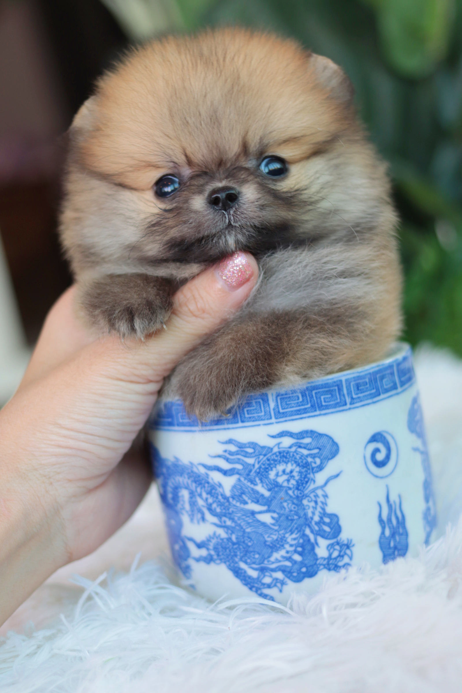 ปอมเมอเรเนียน เพศผู้ ทีคัพจิ๋วมากกกก