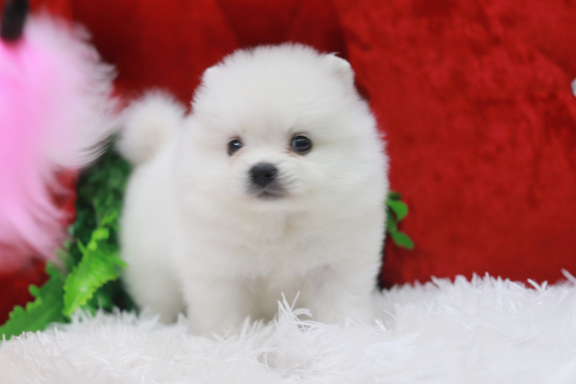 ปอมเมอเรเนียน เพศผู้ สีขาว