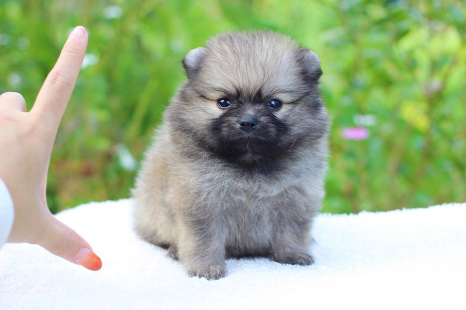 ปอมเมอเรเนียน เพศเมีย