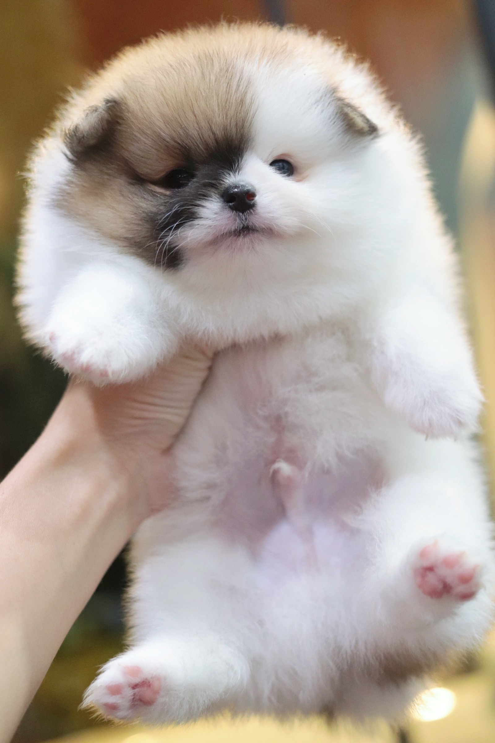 ปอมเมอเรเนียน เพศผู้ สีแฟนซี