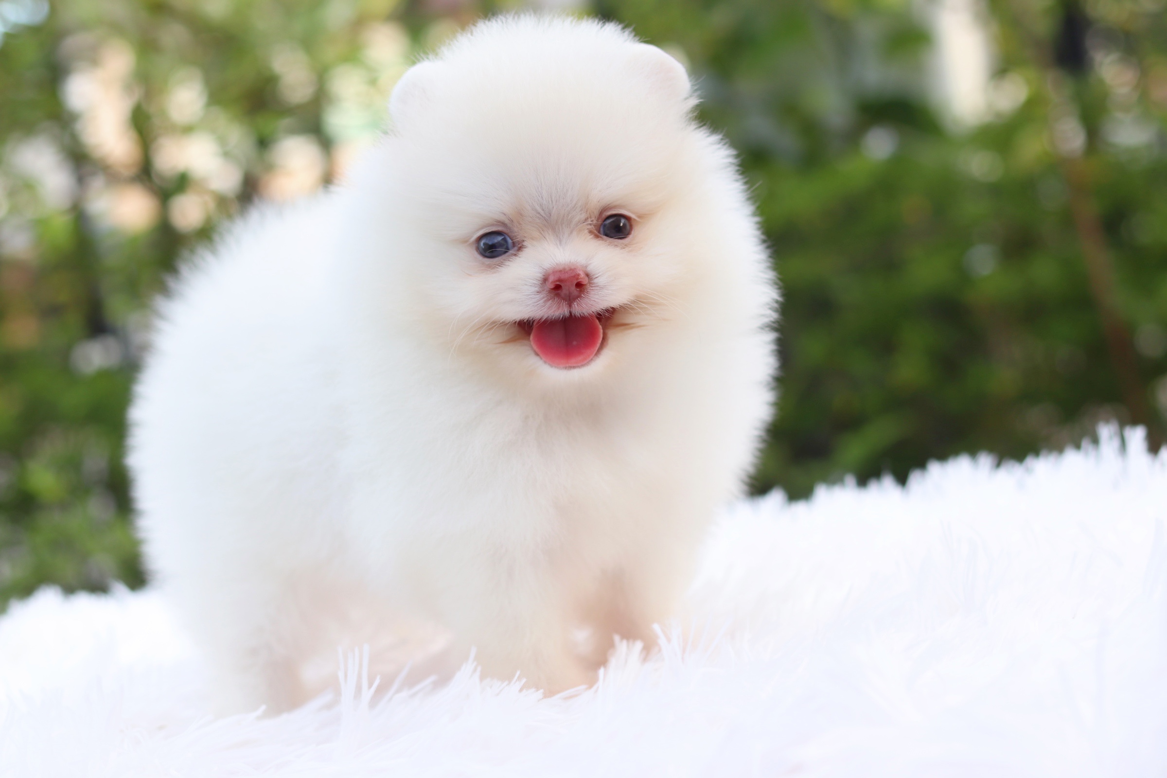 ปอมเมอเรเนียน เพศเมียขาวครีมเกรดโชว์