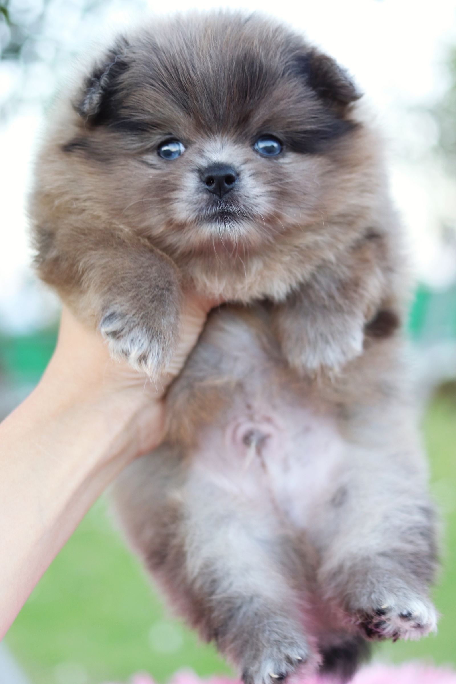 ปอมเมอเรเนียน เพศผู้ สีเมอร์เร่