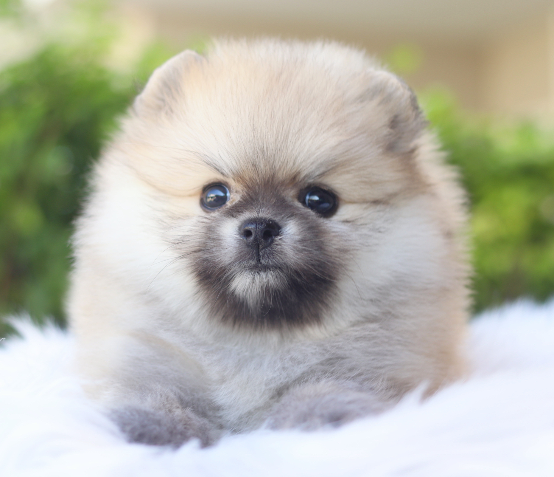 ปอมเมอเรเนียน เพศเมียสีส้ม