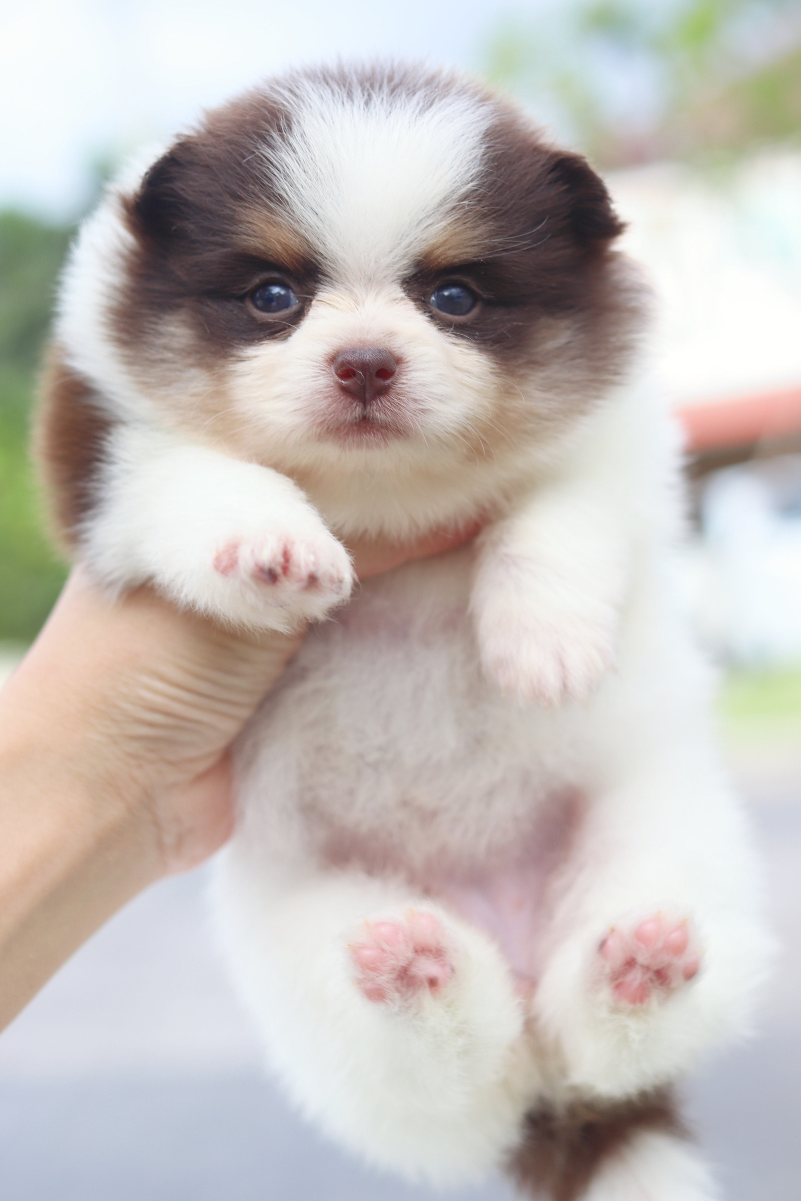 ปอมเมอเรเนียน เพศเมียสีแฟนซีช็อค