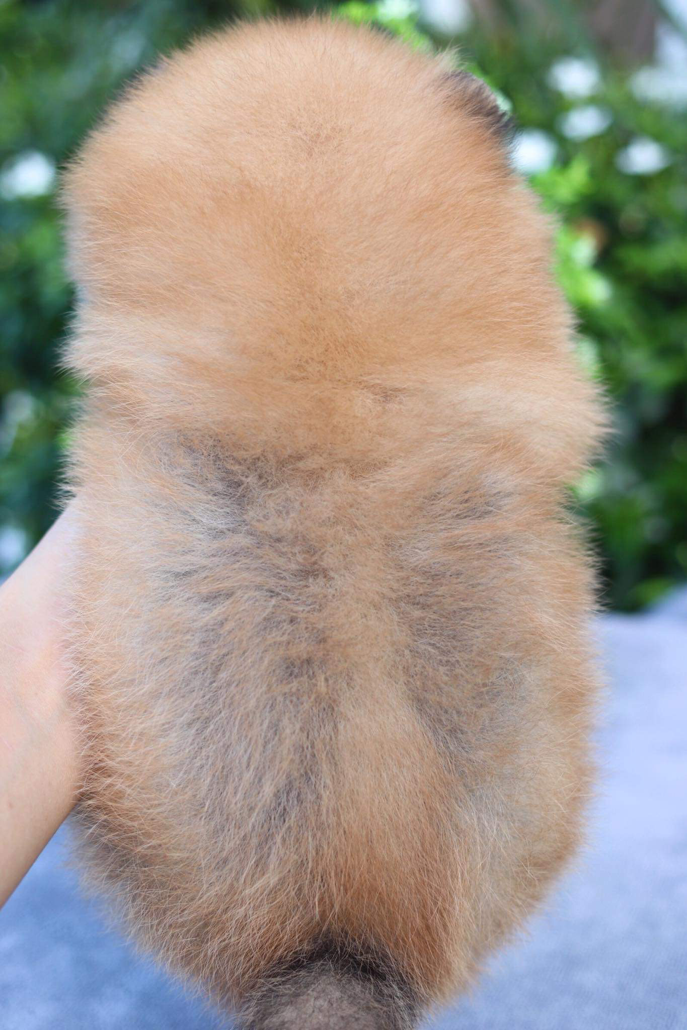 ปอมเมอเรเนียน เพศผู้