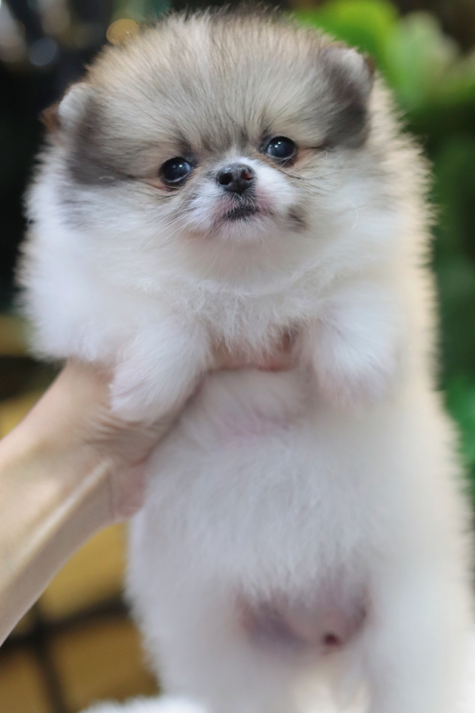 ปอมเมอเรเนียน เพศเมียสีแฟนซีไซส์เล็ก