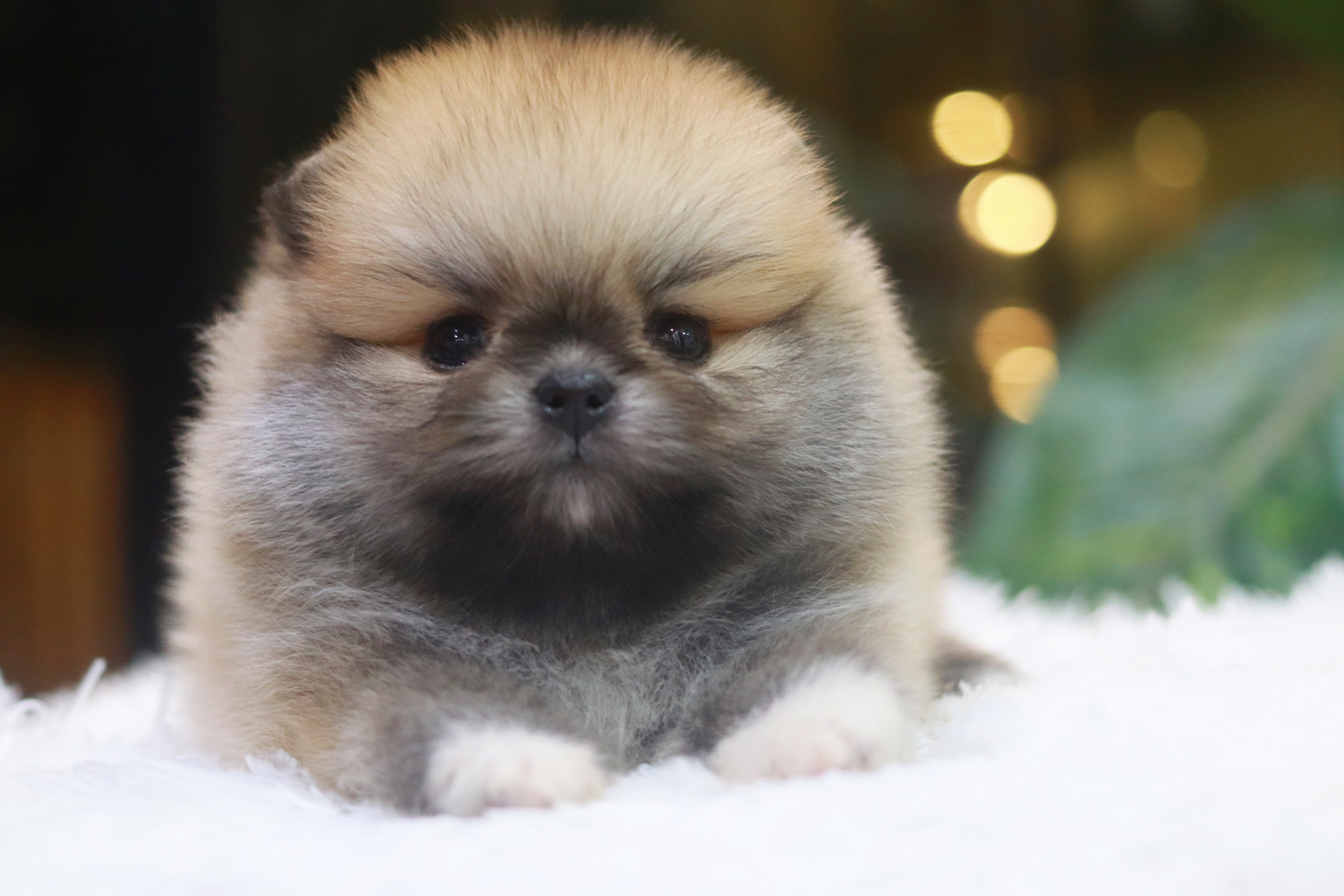 ปอมเมอเรเนียน เพศผู้ สีหน้าหมี ขนแน่น