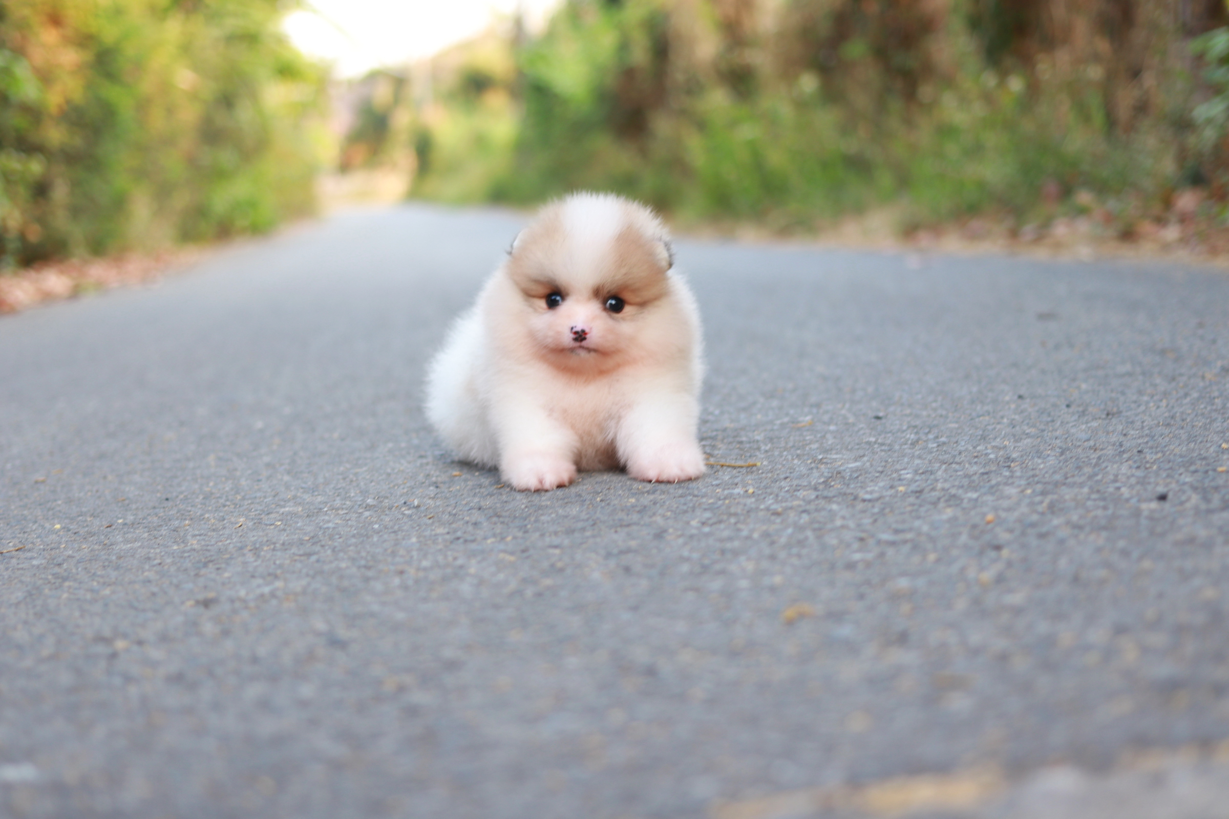 ปอมเมอเรเนียน เพศผู้แฟนซี