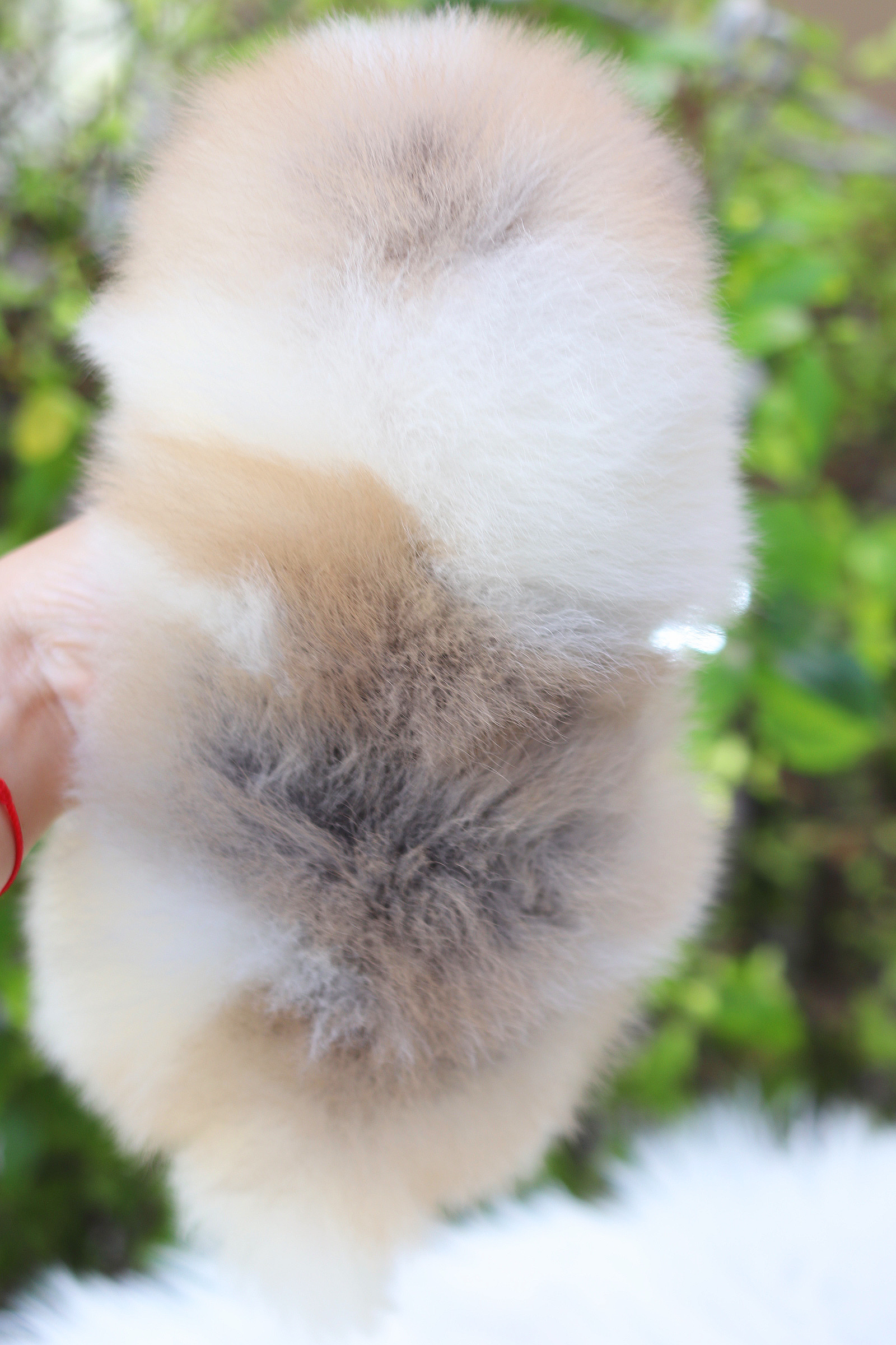 ปอมเมอเรเนียน เพศเมียสีแฟนซี เกรดโชว์