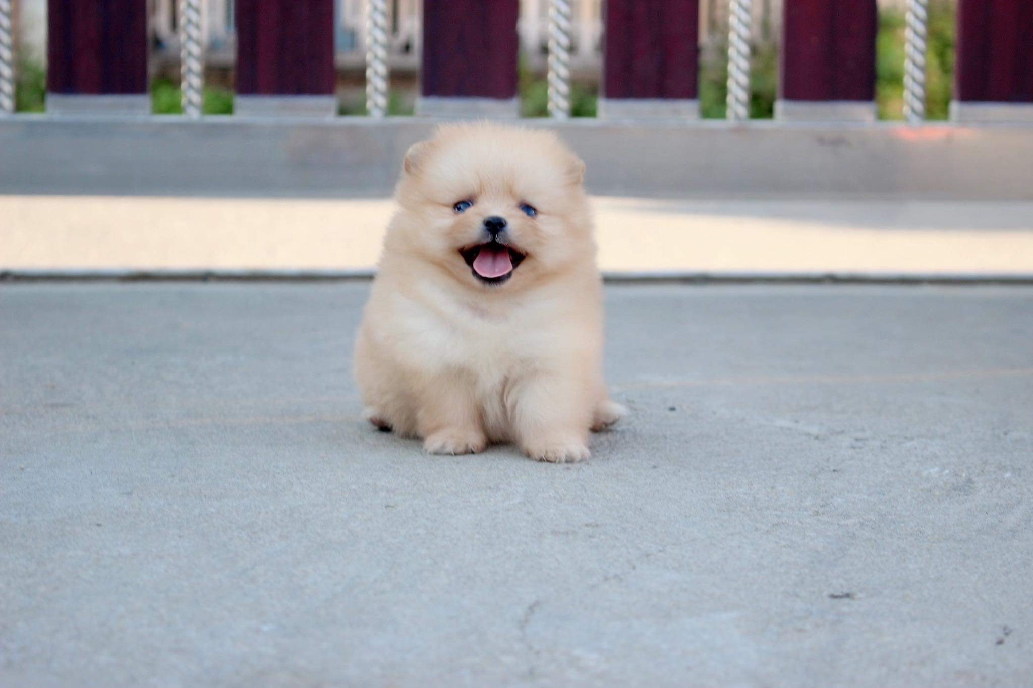 ปอมเมอเรเนียน เพศเมีย สีครีม