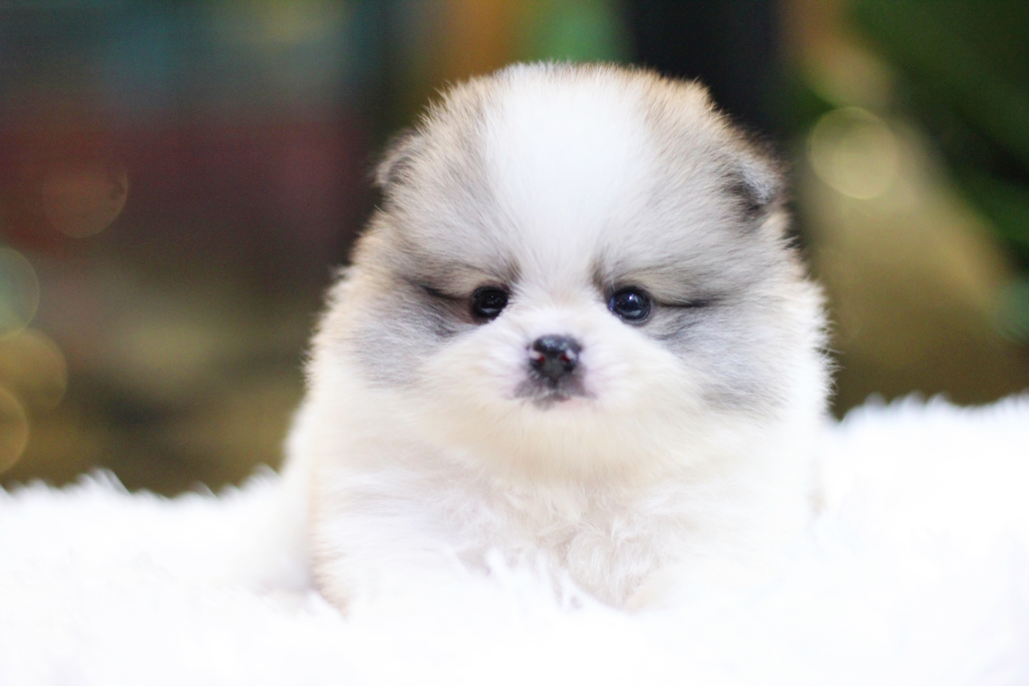 ปอมเมอเรเนียน เพศผู้ สีแฟนซี