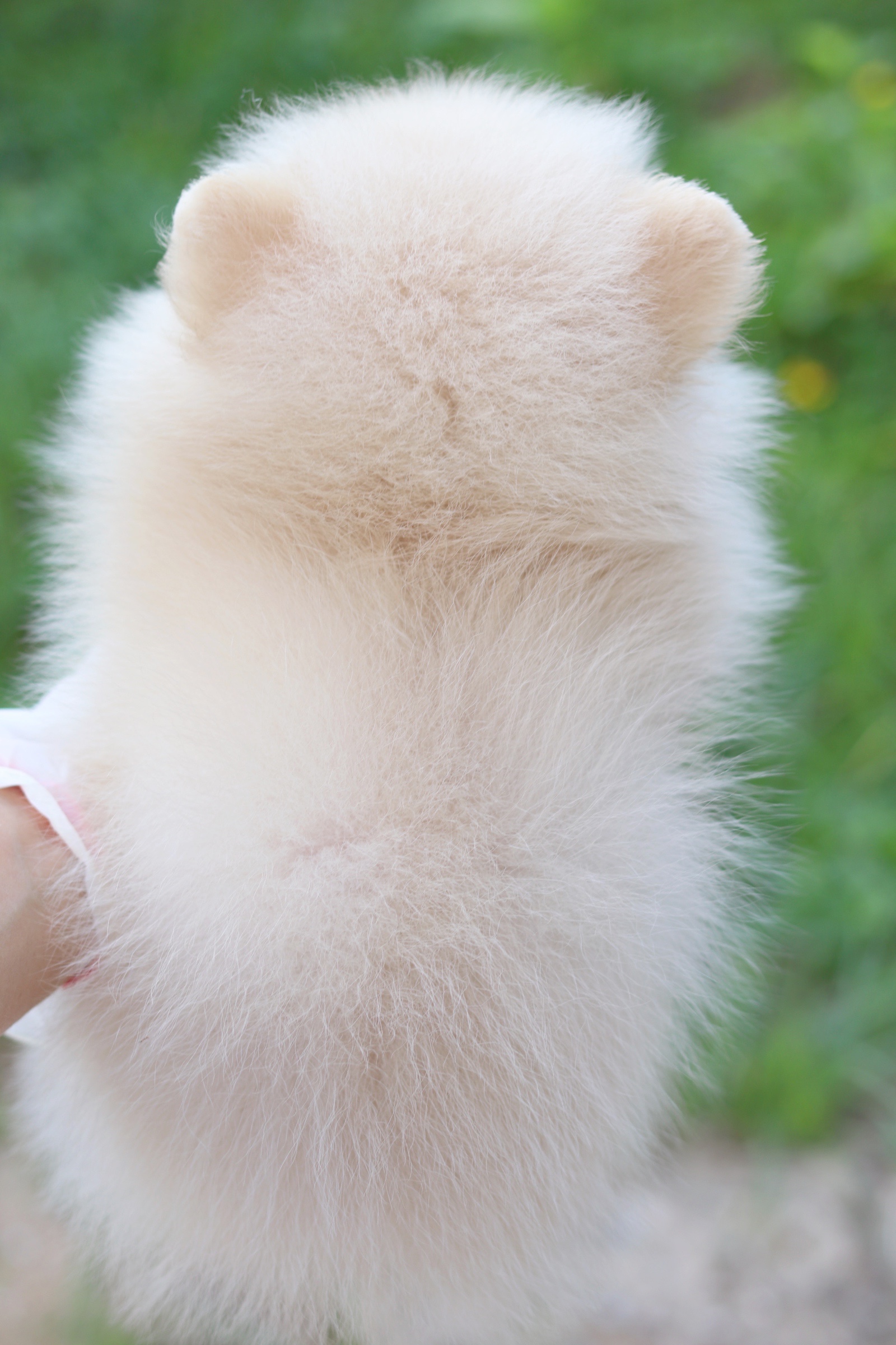 ปอมเมอเรเนียน เพศผู้ สีครีม